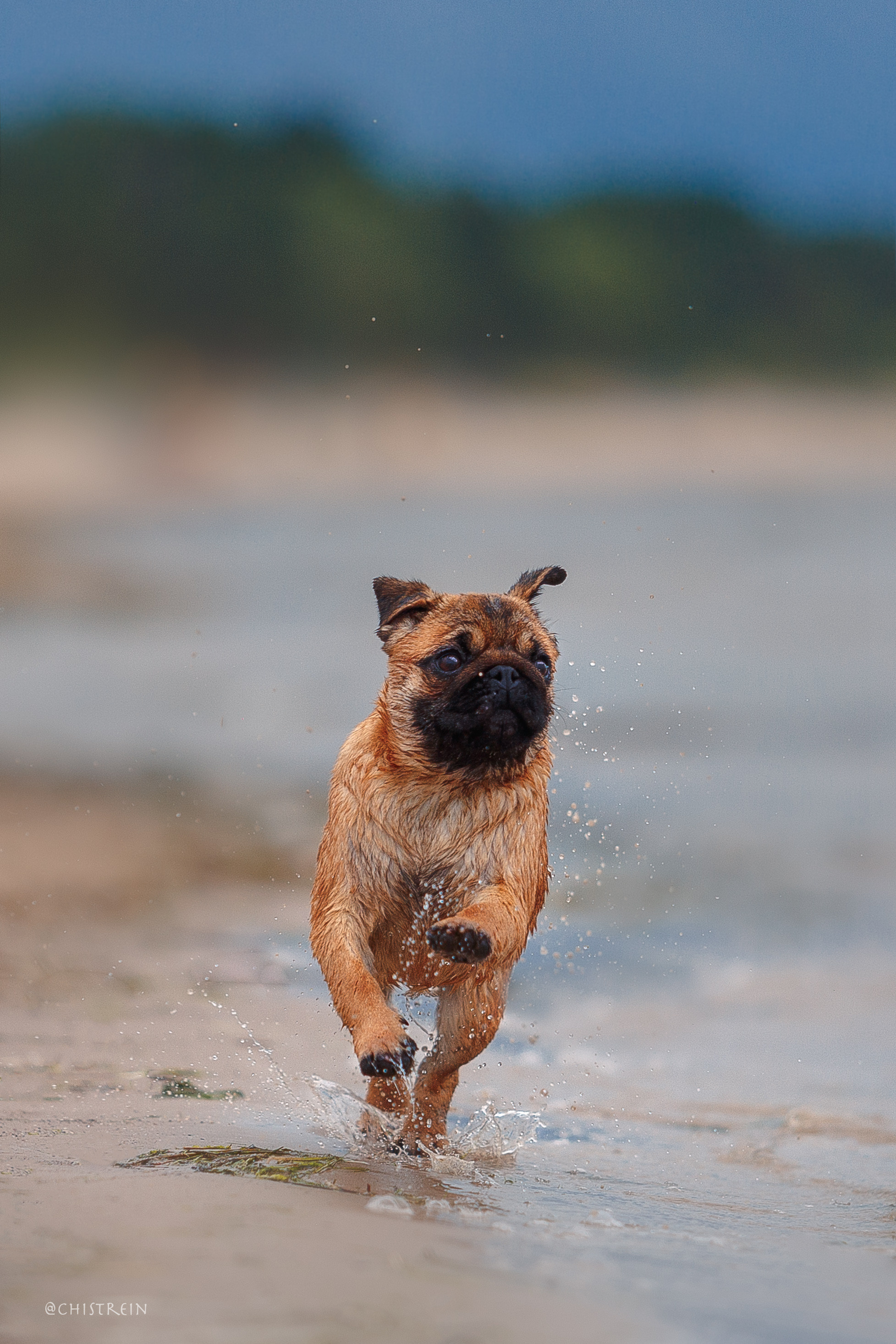 Соня и банда. Фотограф-анималист Наталия Чистюхина в г. Сосновый Бор и ЛО