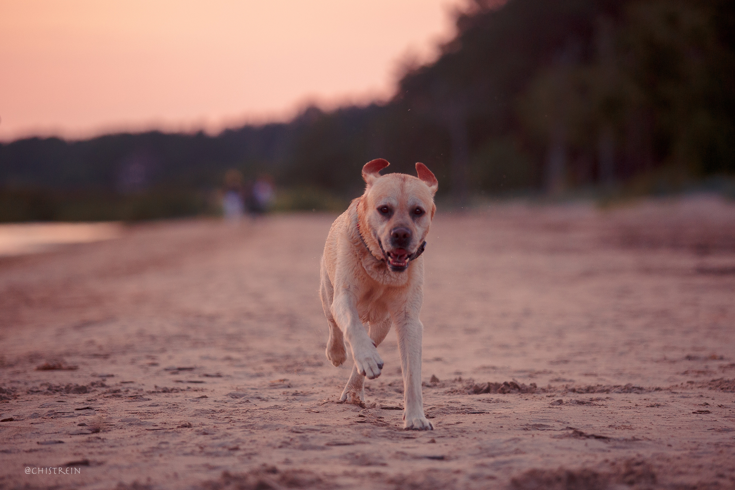 Маша и лабрадор Арни. Фотограф-анималист Наталия Чистюхина в г. Сосновый Бор и ЛО