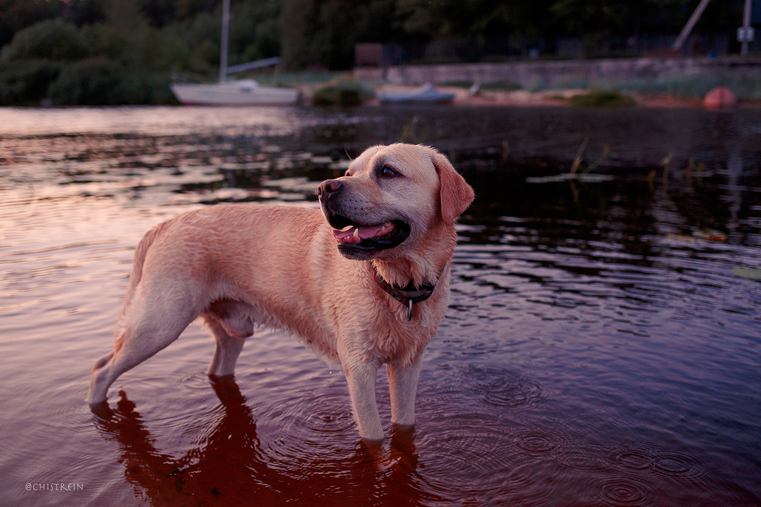 Маша и лабрадор Арни. Фотограф-анималист Наталия Чистюхина в г. Сосновый Бор и ЛО