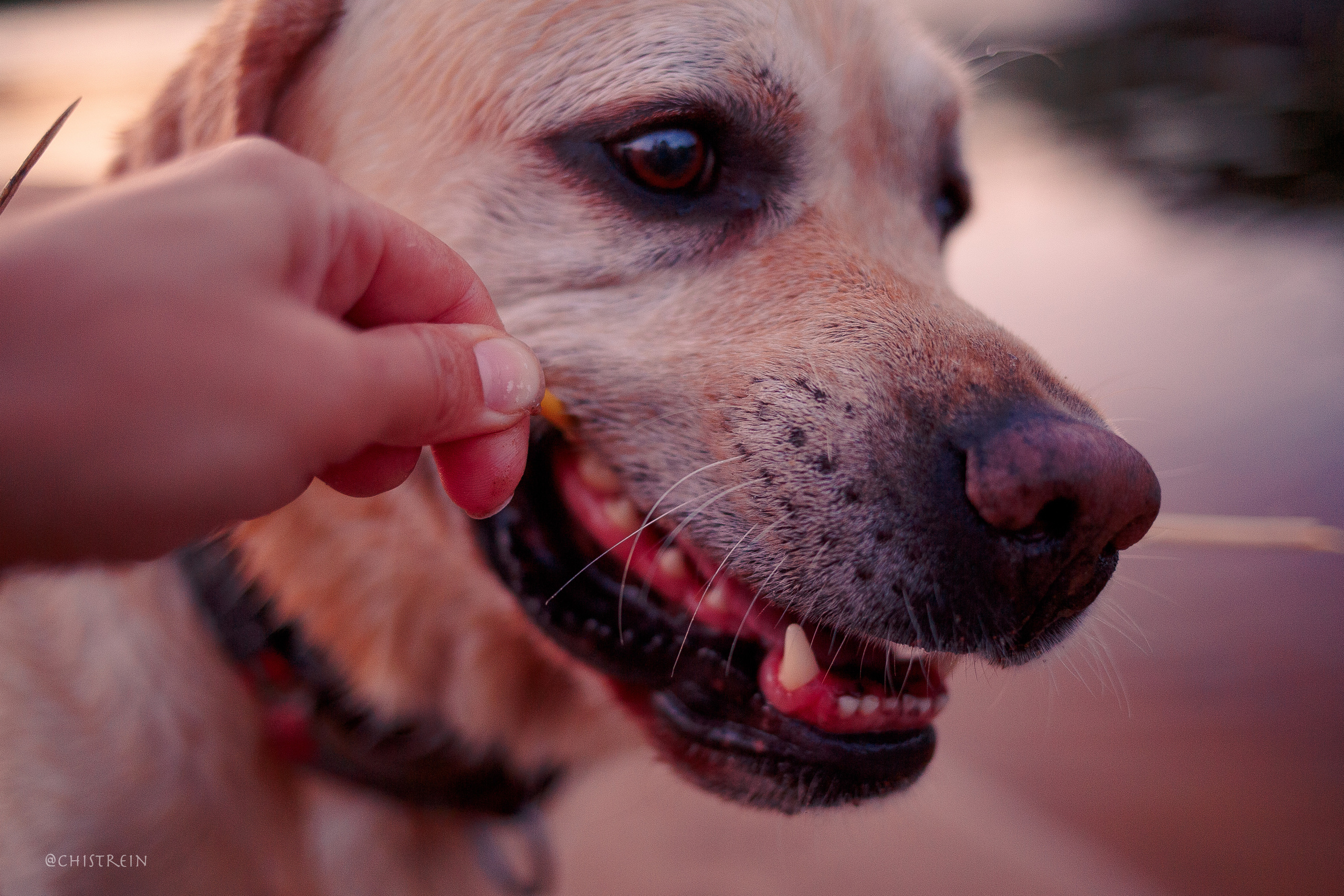 Маша и лабрадор Арни. Фотограф-анималист Наталия Чистюхина в г. Сосновый Бор и ЛО