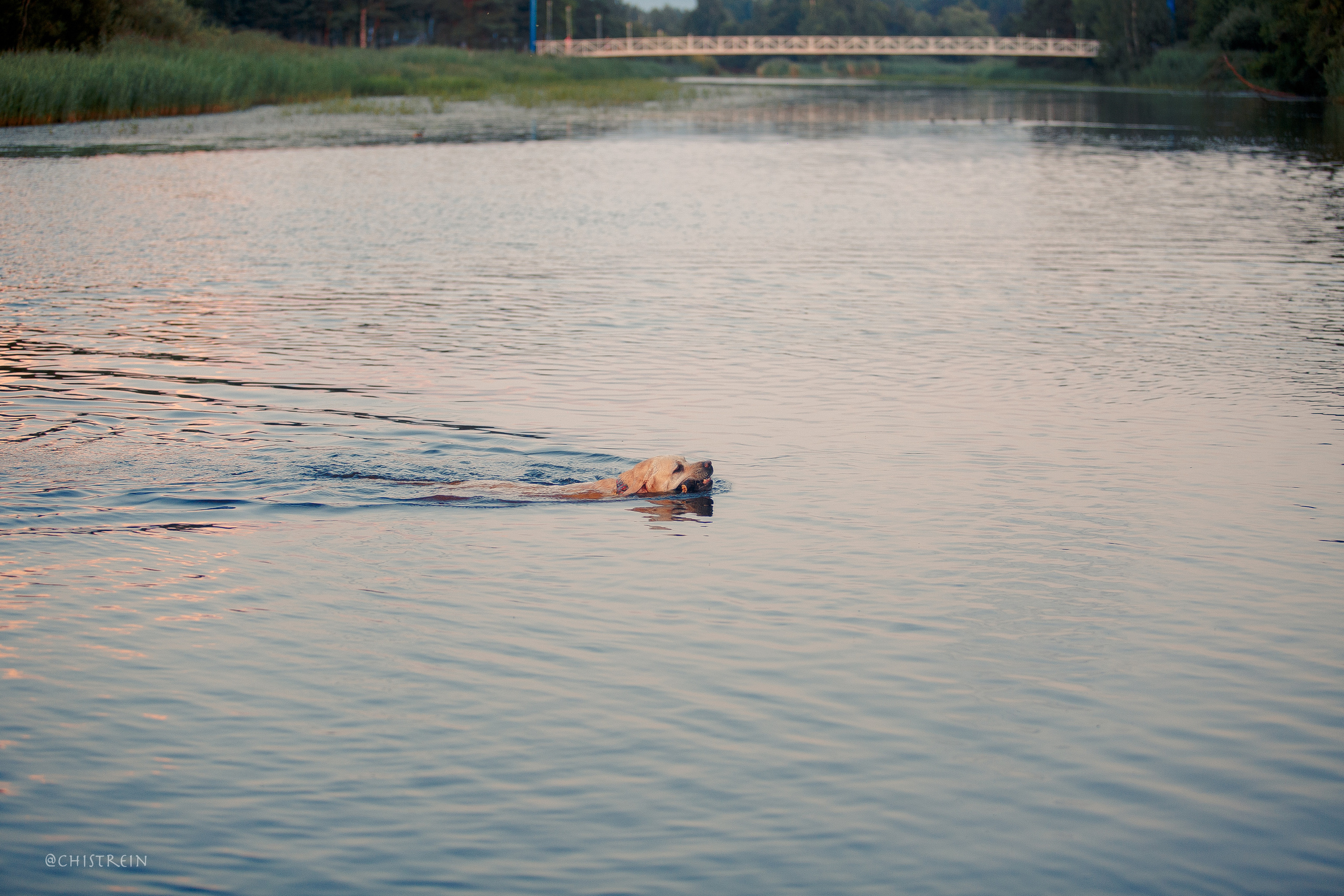 Маша и лабрадор Арни. Фотограф-анималист Наталия Чистюхина в г. Сосновый Бор и ЛО