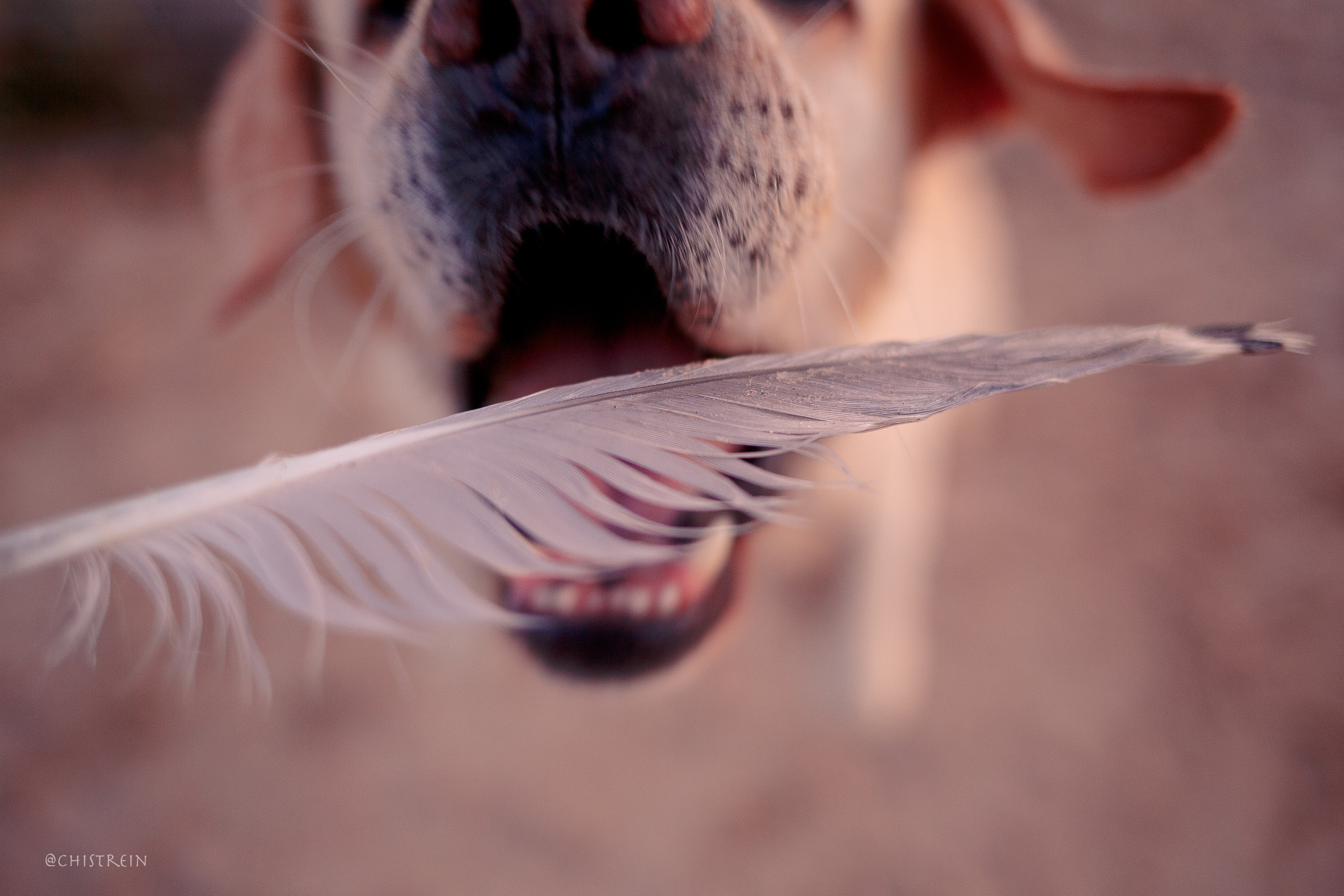 Маша и лабрадор Арни. Фотограф-анималист Наталия Чистюхина в г. Сосновый Бор и ЛО