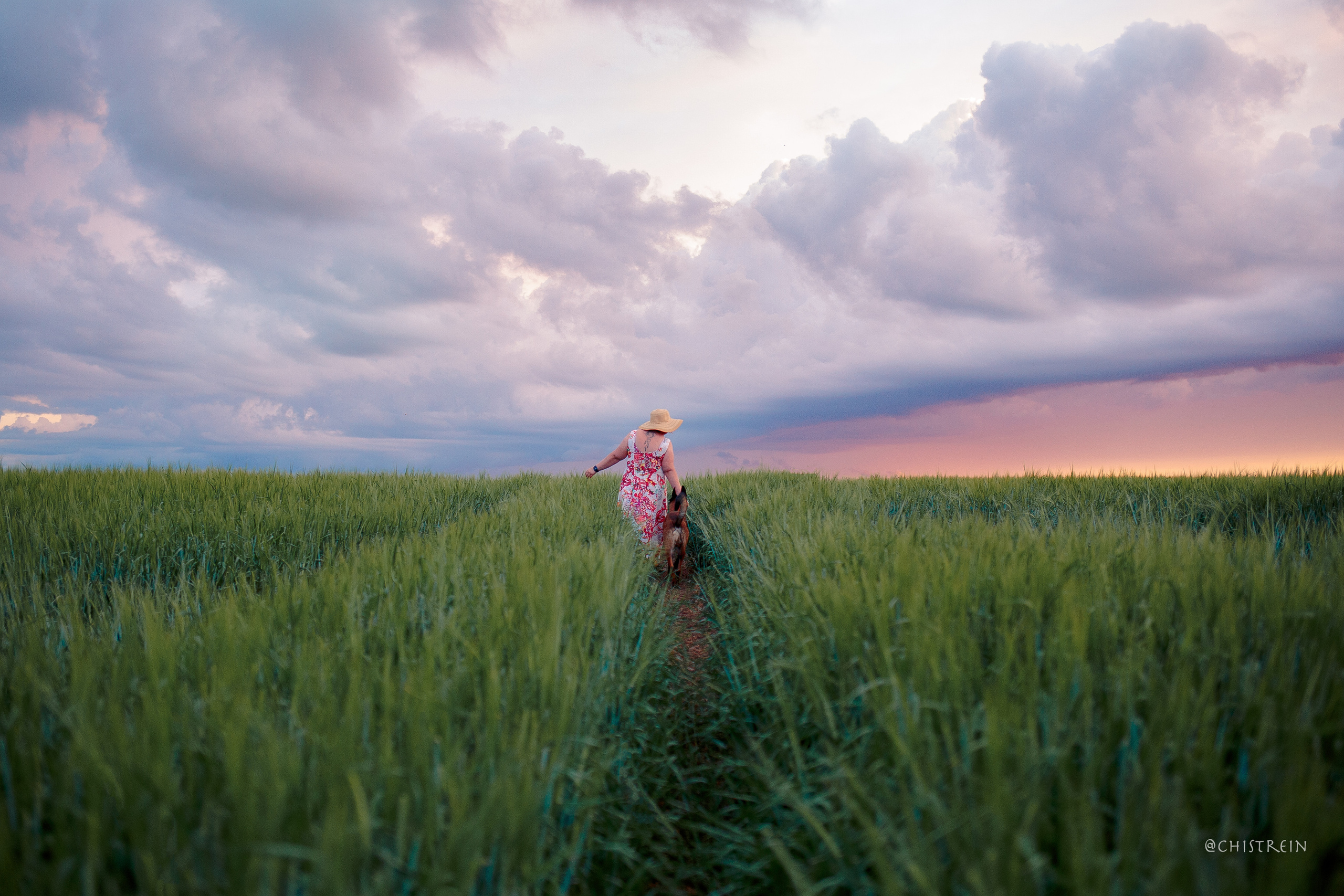 Лена и Раш встречают закат в полях. Фотограф-анималист Наталия Чистюхина в г. Сосновый Бор и ЛО