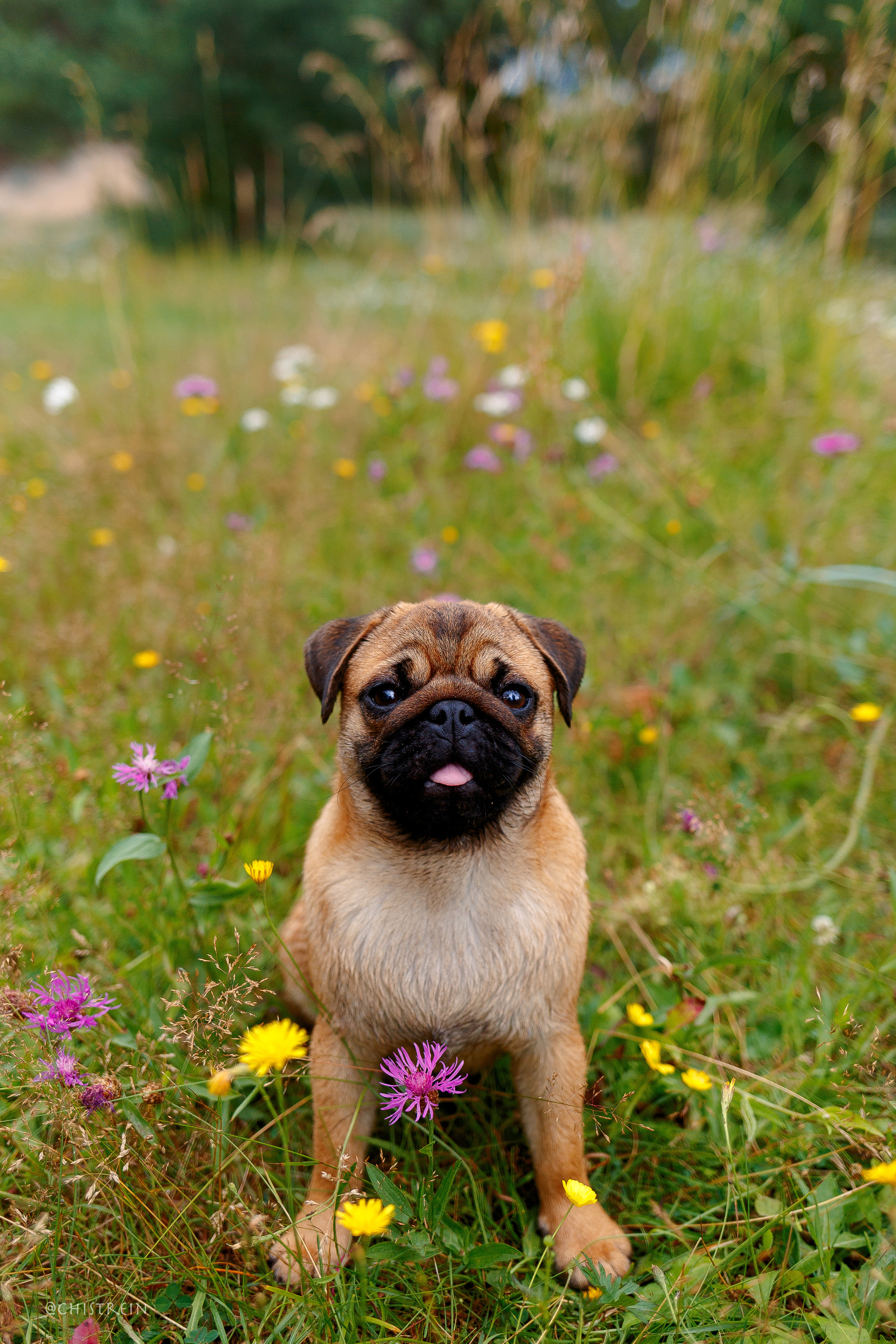 Соня и банда. Фотограф-анималист Наталия Чистюхина в г. Сосновый Бор и ЛО