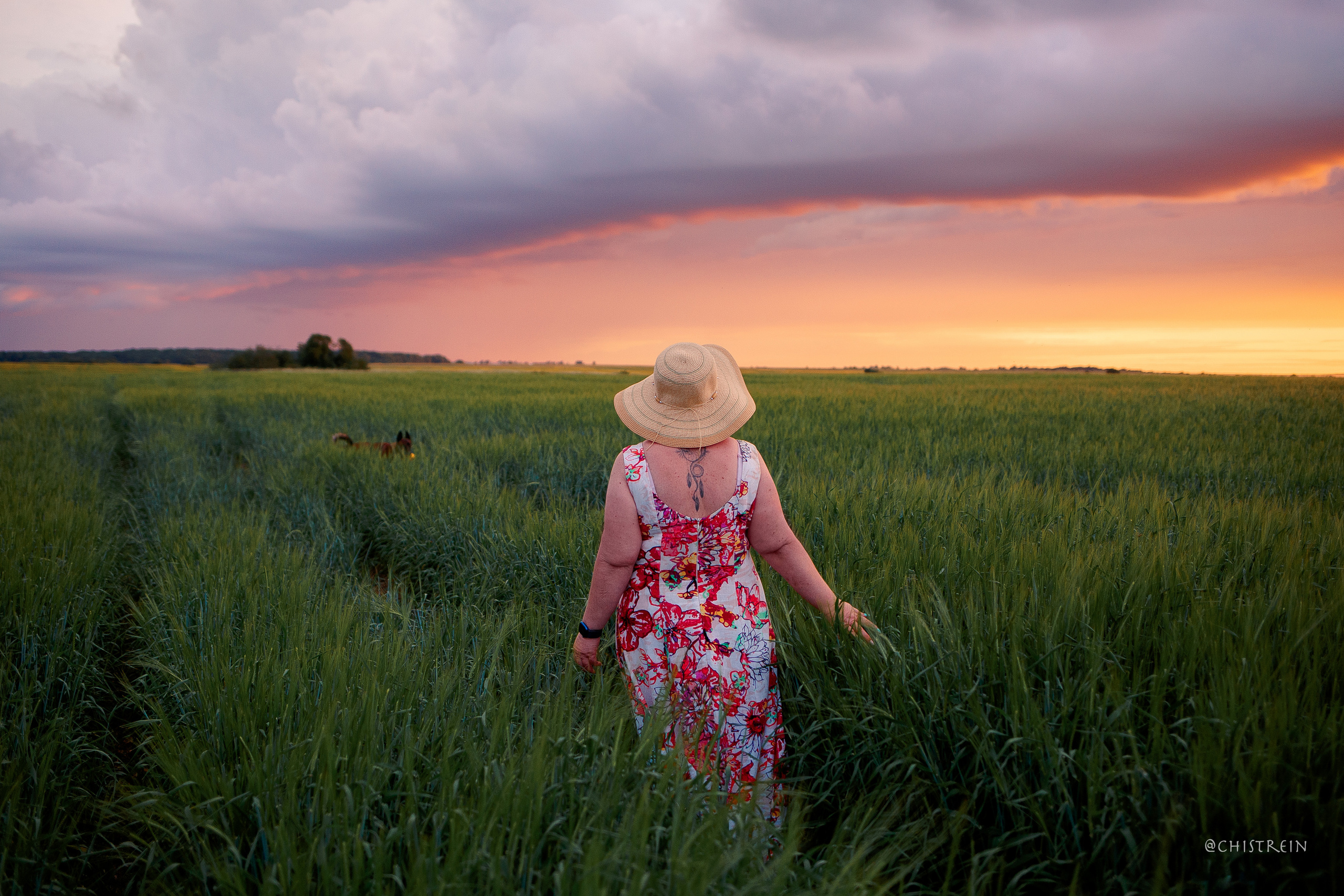 Лена и Раш встречают закат в полях. Фотограф-анималист Наталия Чистюхина в г. Сосновый Бор и ЛО