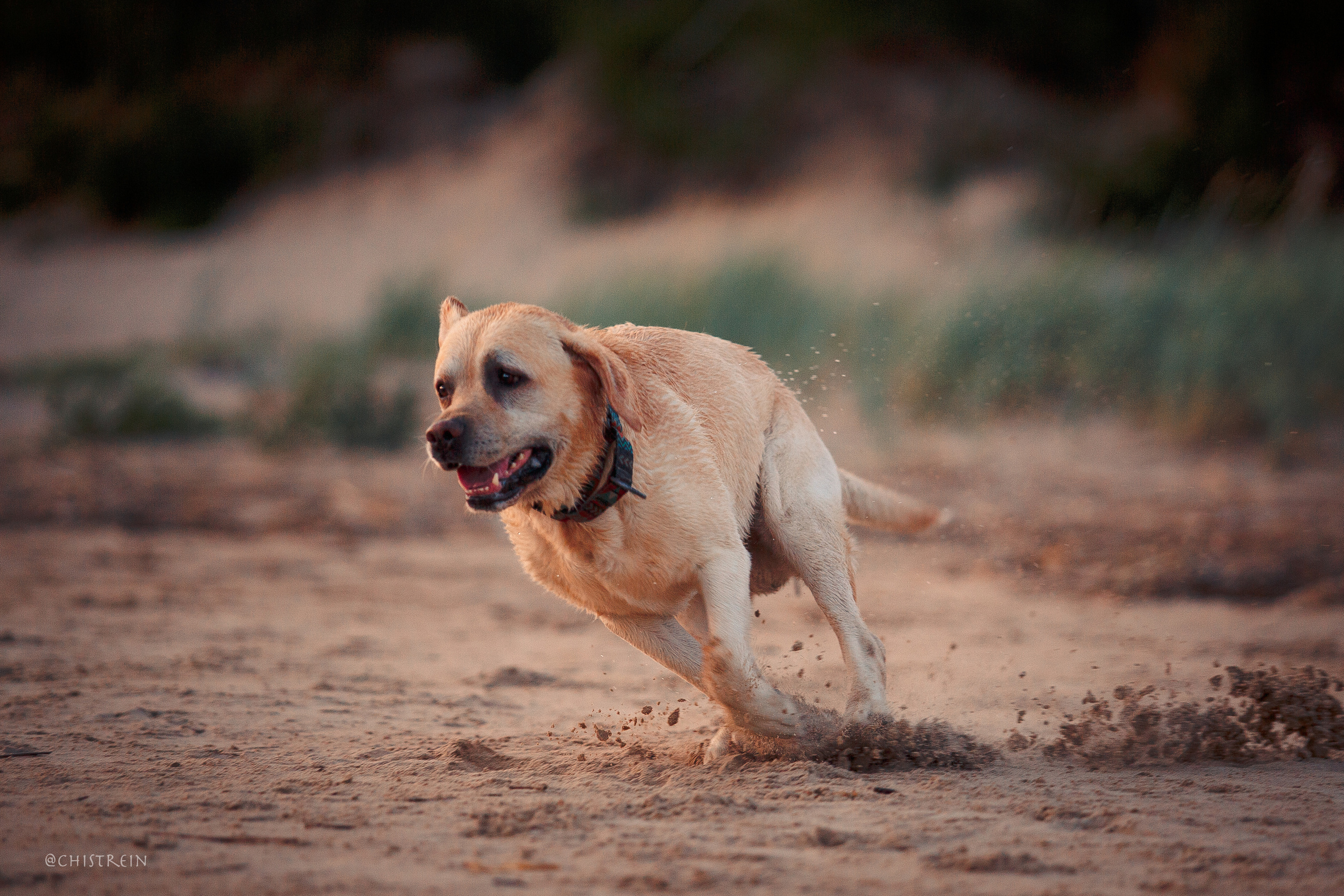 Маша и лабрадор Арни. Фотограф-анималист Наталия Чистюхина в г. Сосновый Бор и ЛО