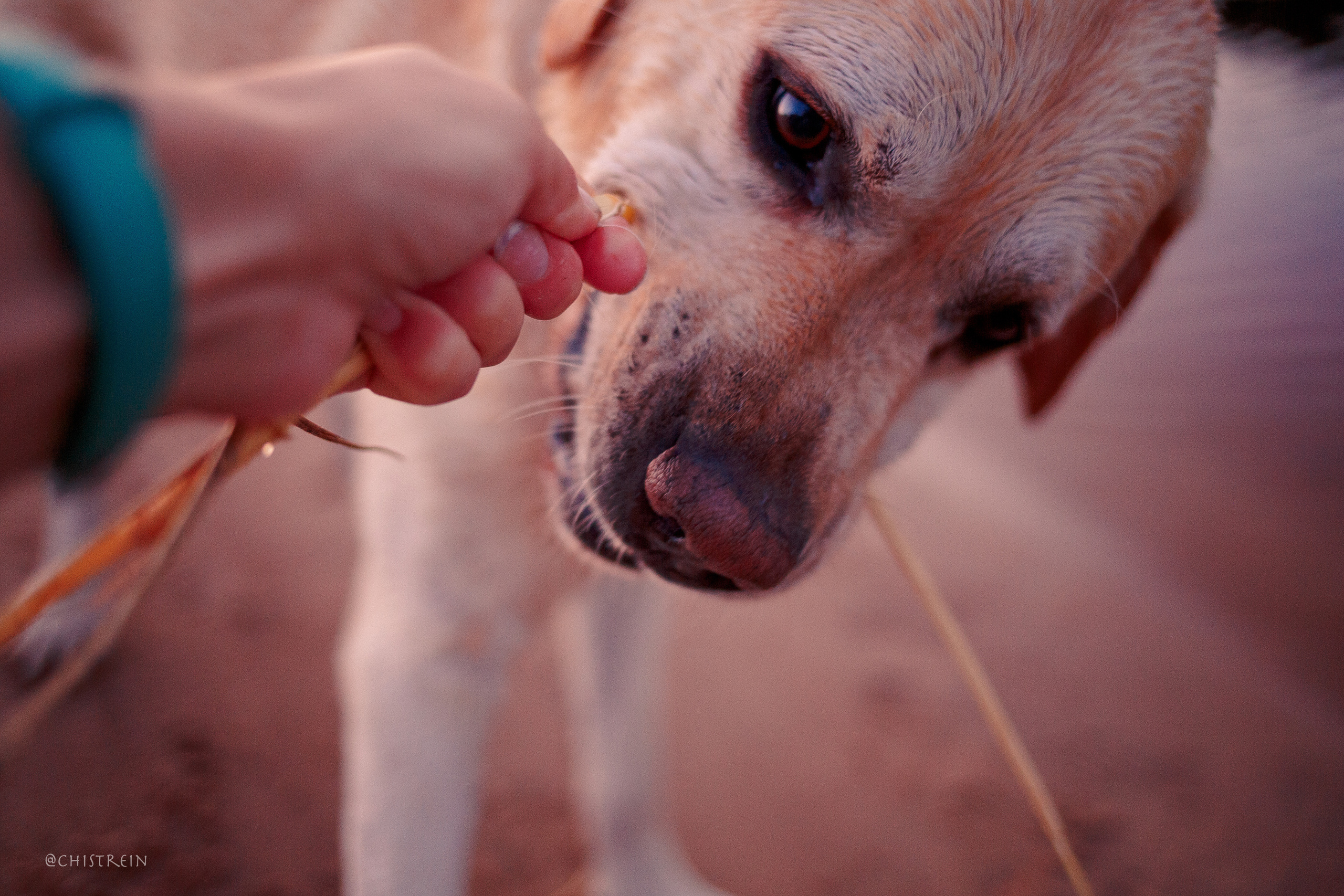 Маша и лабрадор Арни. Фотограф-анималист Наталия Чистюхина в г. Сосновый Бор и ЛО