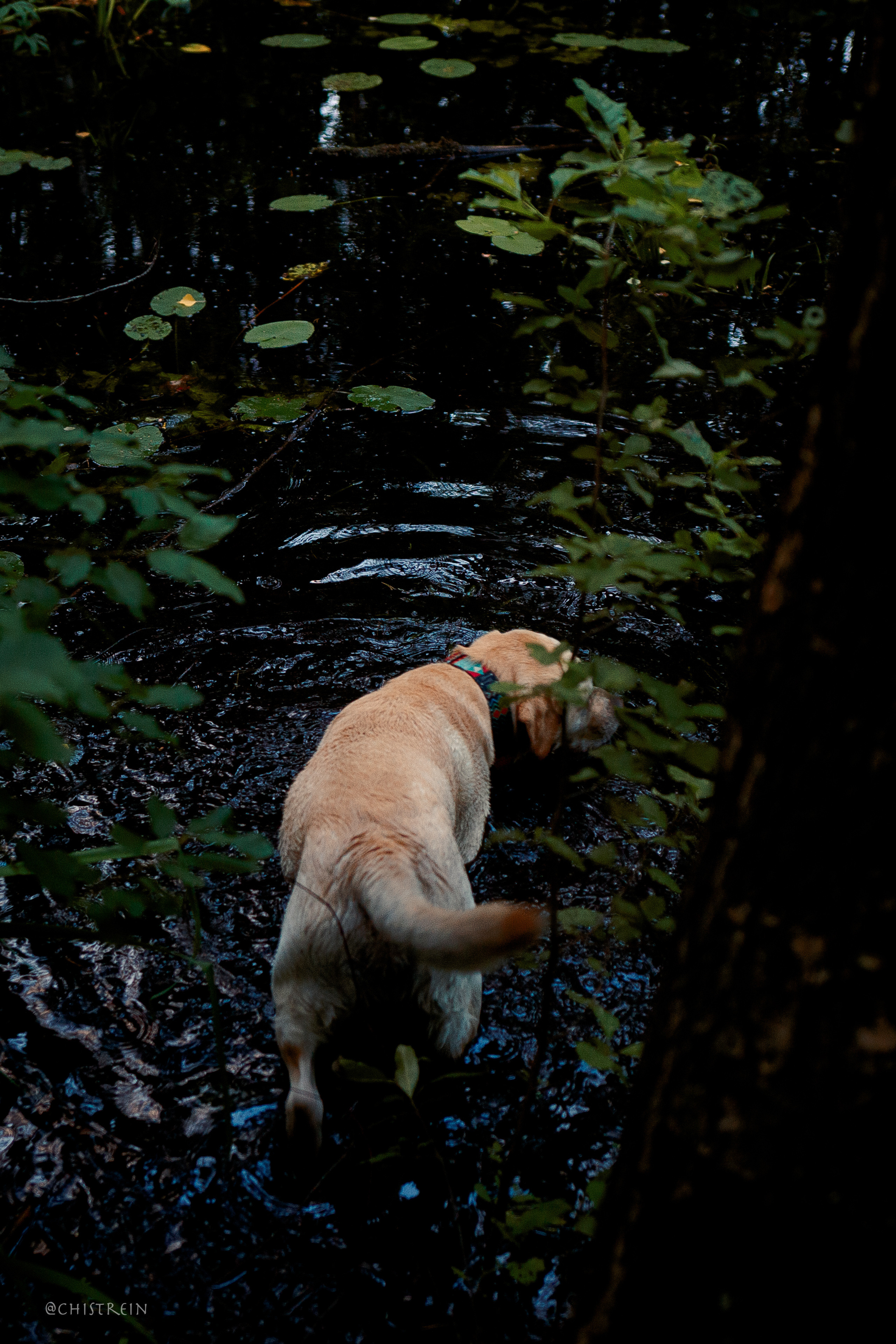 Маша и лабрадор Арни. Фотограф-анималист Наталия Чистюхина в г. Сосновый Бор и ЛО