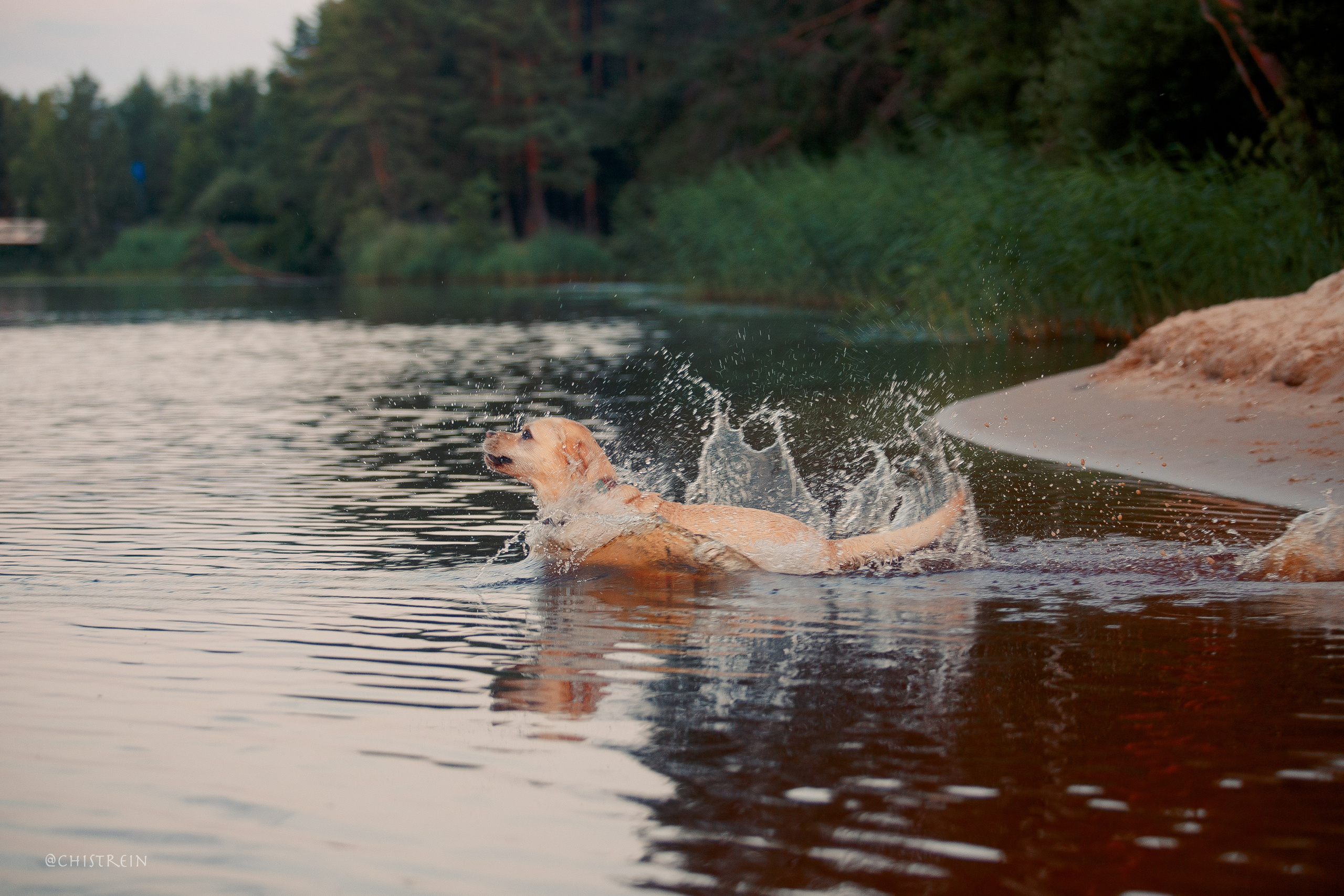 Маша и лабрадор Арни. Фотограф-анималист Наталия Чистюхина в г. Сосновый Бор и ЛО
