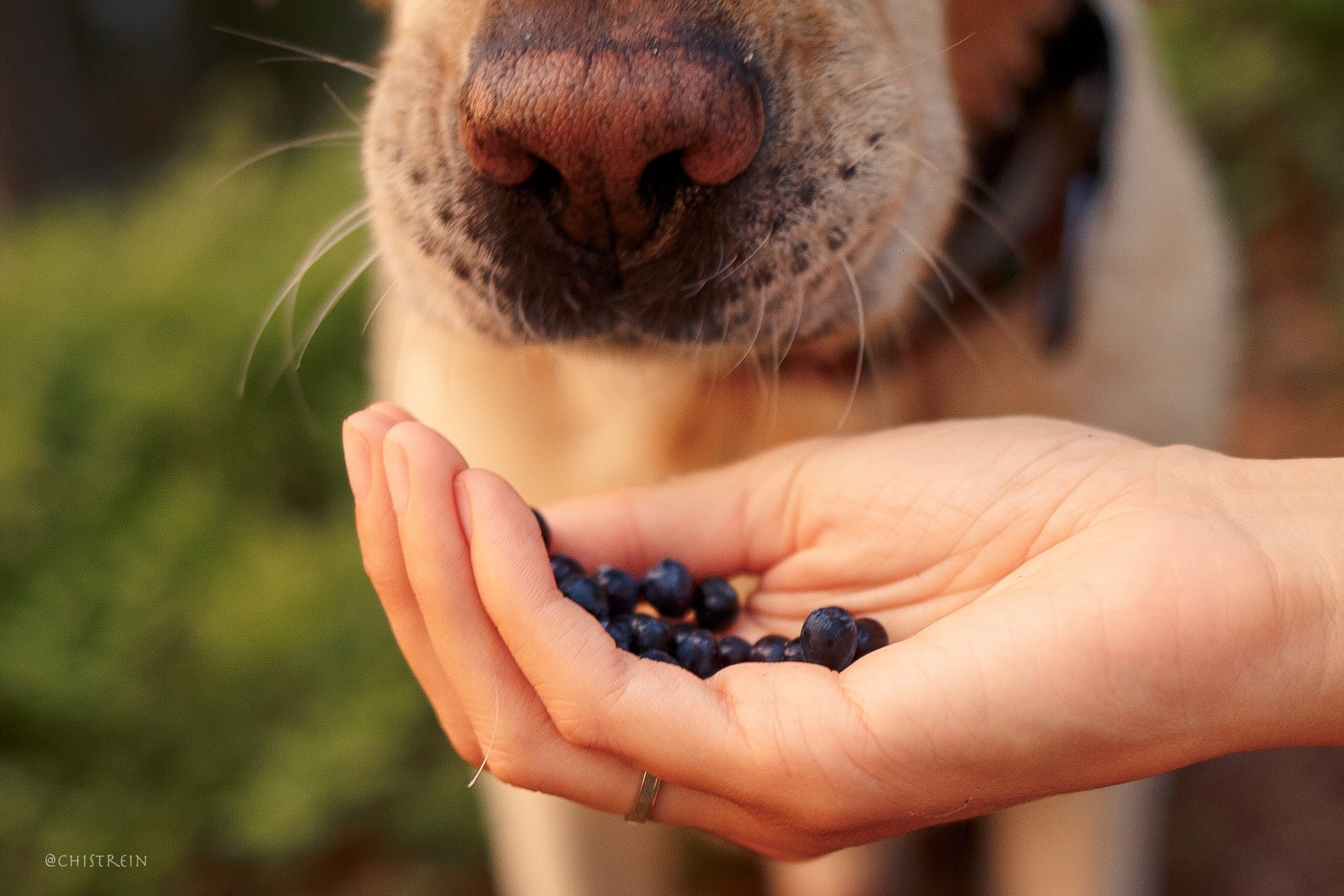 Маша и лабрадор Арни. Фотограф-анималист Наталия Чистюхина в г. Сосновый Бор и ЛО