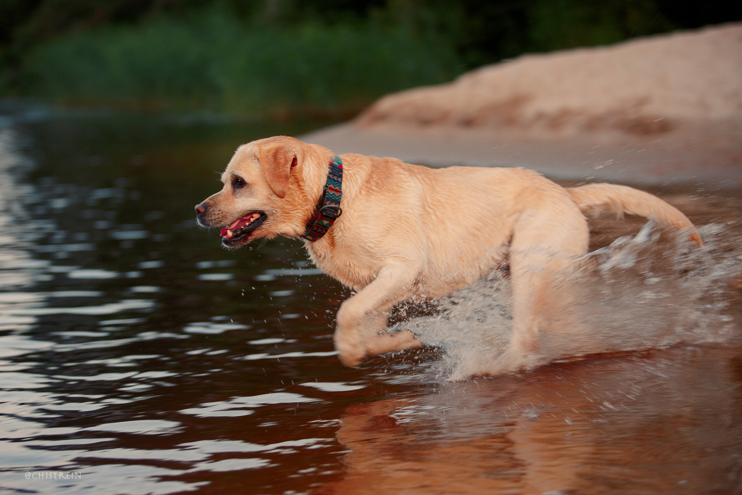 Маша и лабрадор Арни. Фотограф-анималист Наталия Чистюхина в г. Сосновый Бор и ЛО