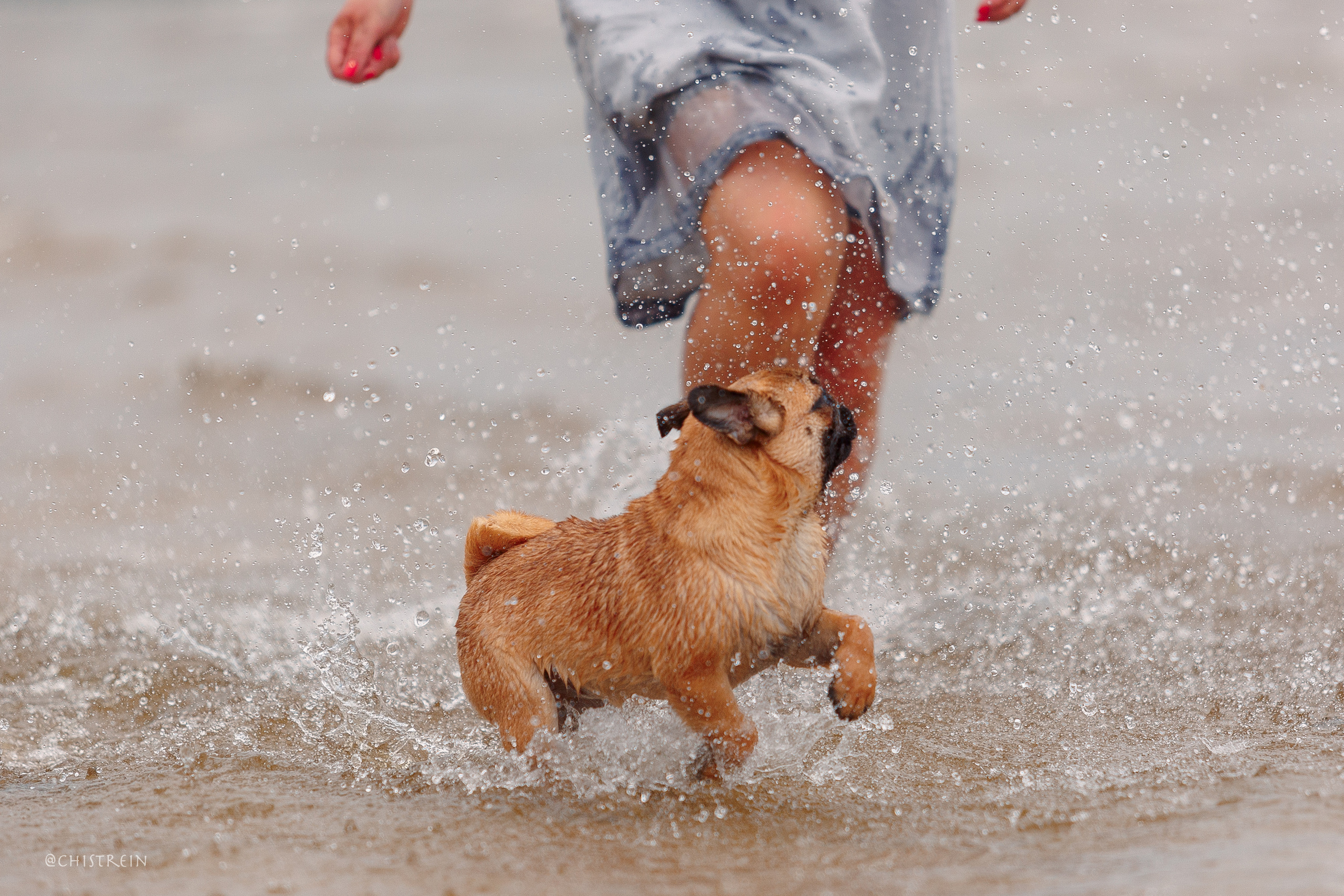Соня и банда. Фотограф-анималист Наталия Чистюхина в г. Сосновый Бор и ЛО
