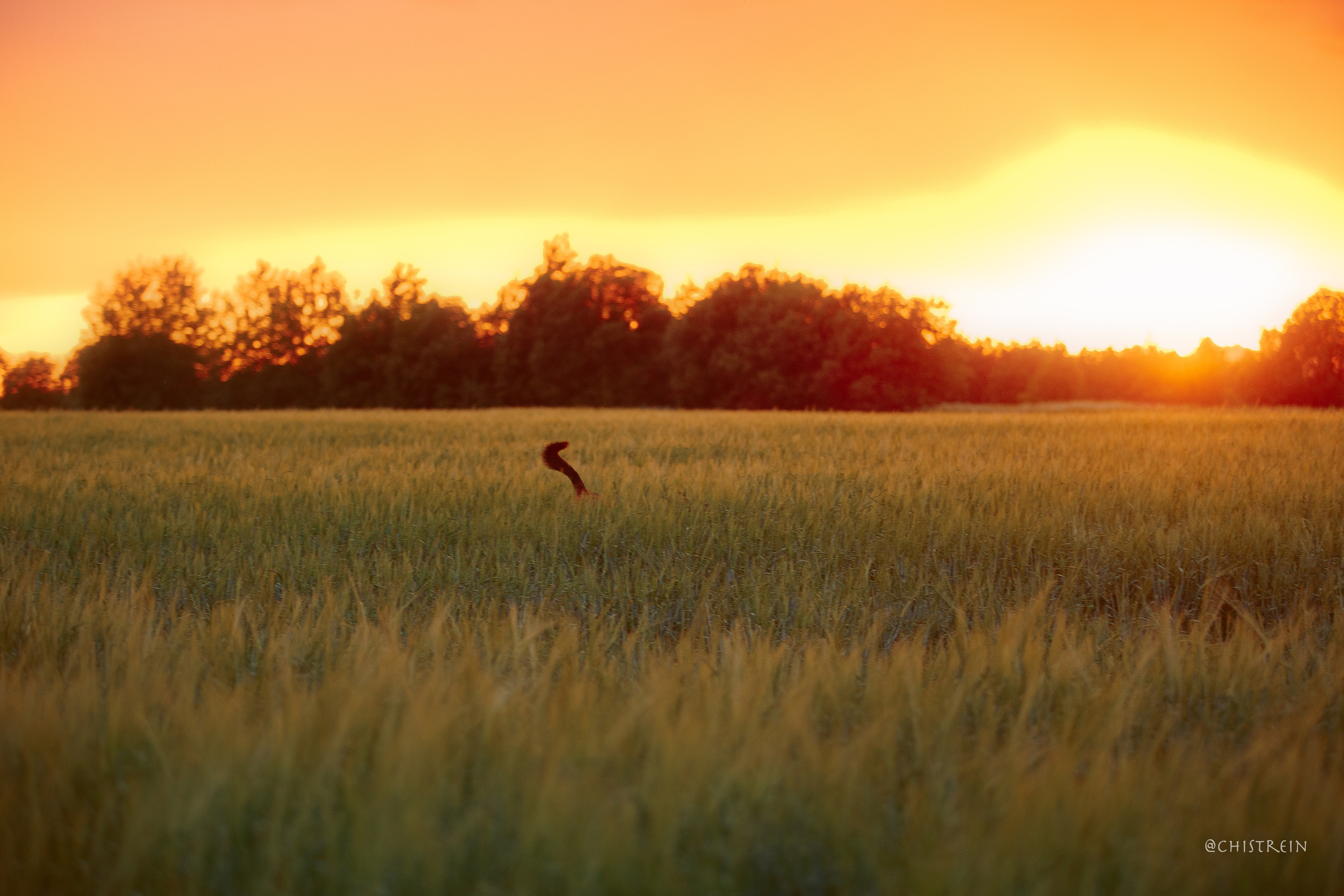 Лена и Раш встречают закат в полях. Фотограф-анималист Наталия Чистюхина в г. Сосновый Бор и ЛО