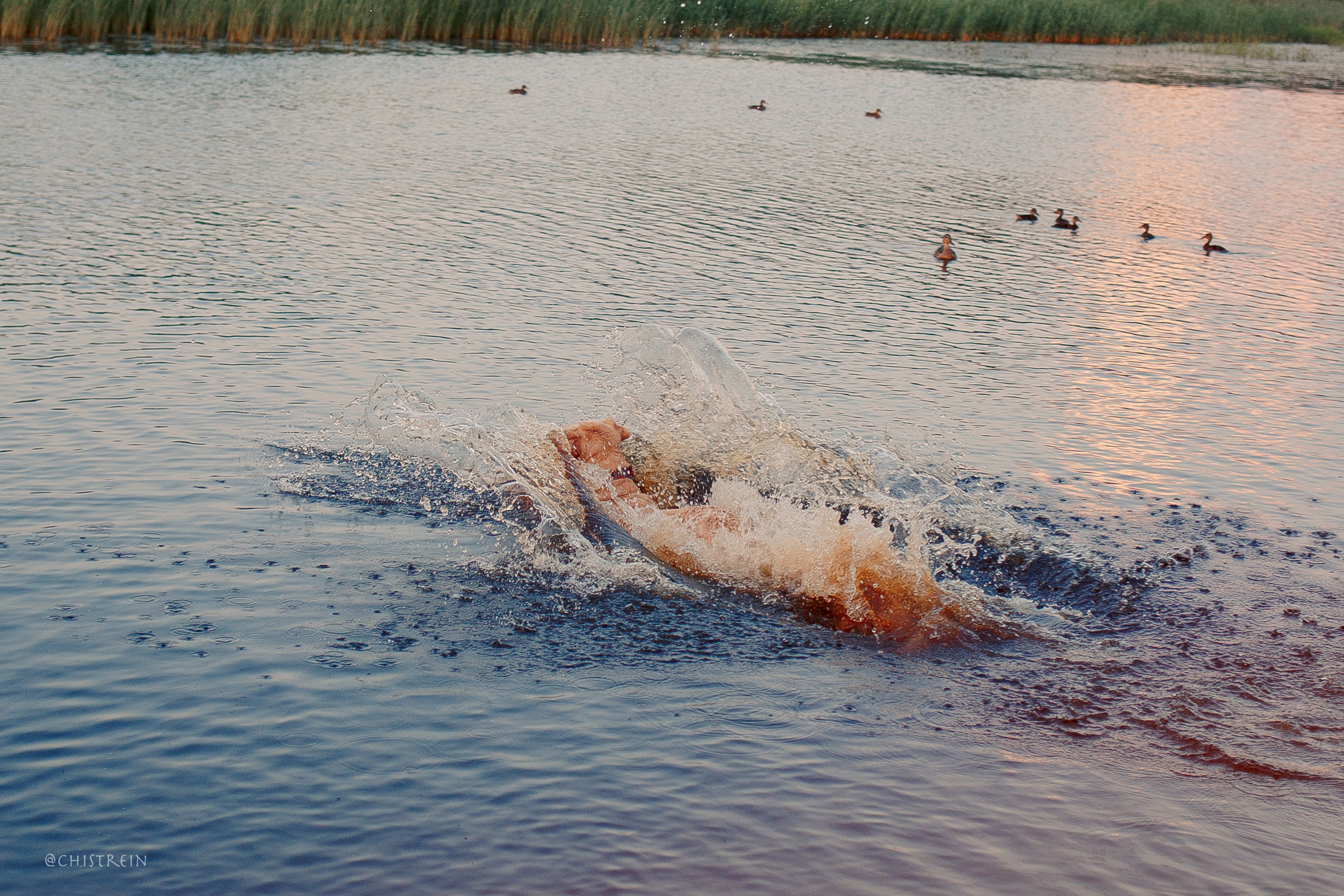 Маша и лабрадор Арни. Фотограф-анималист Наталия Чистюхина в г. Сосновый Бор и ЛО