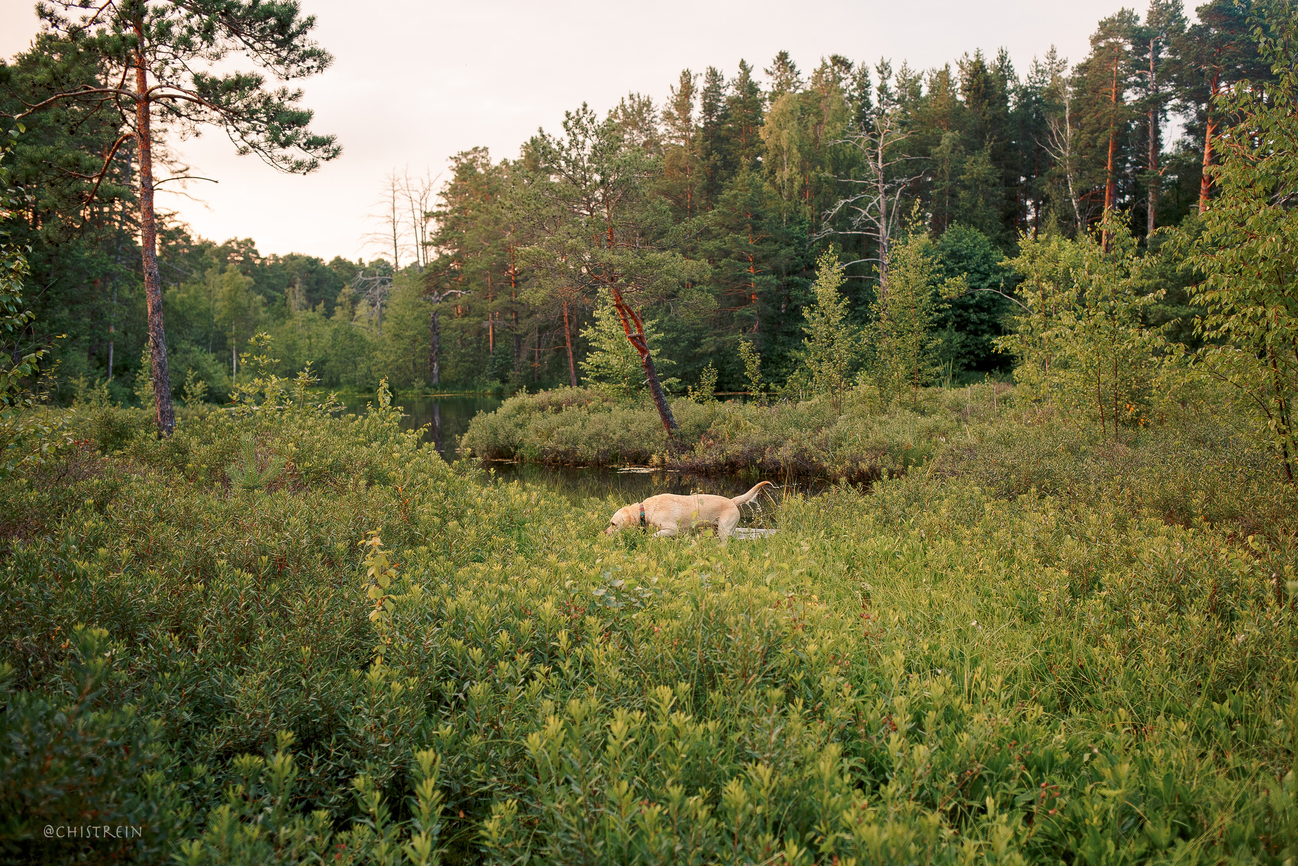 Маша и лабрадор Арни. Фотограф-анималист Наталия Чистюхина в г. Сосновый Бор и ЛО