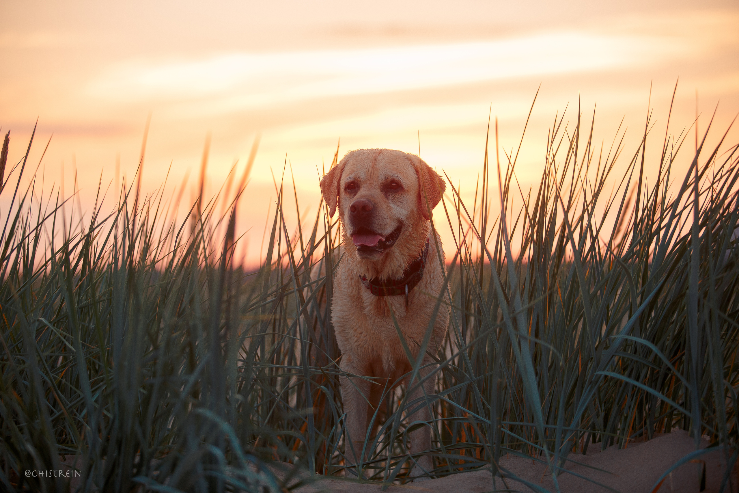 Маша и лабрадор Арни. Фотограф-анималист Наталия Чистюхина в г. Сосновый Бор и ЛО