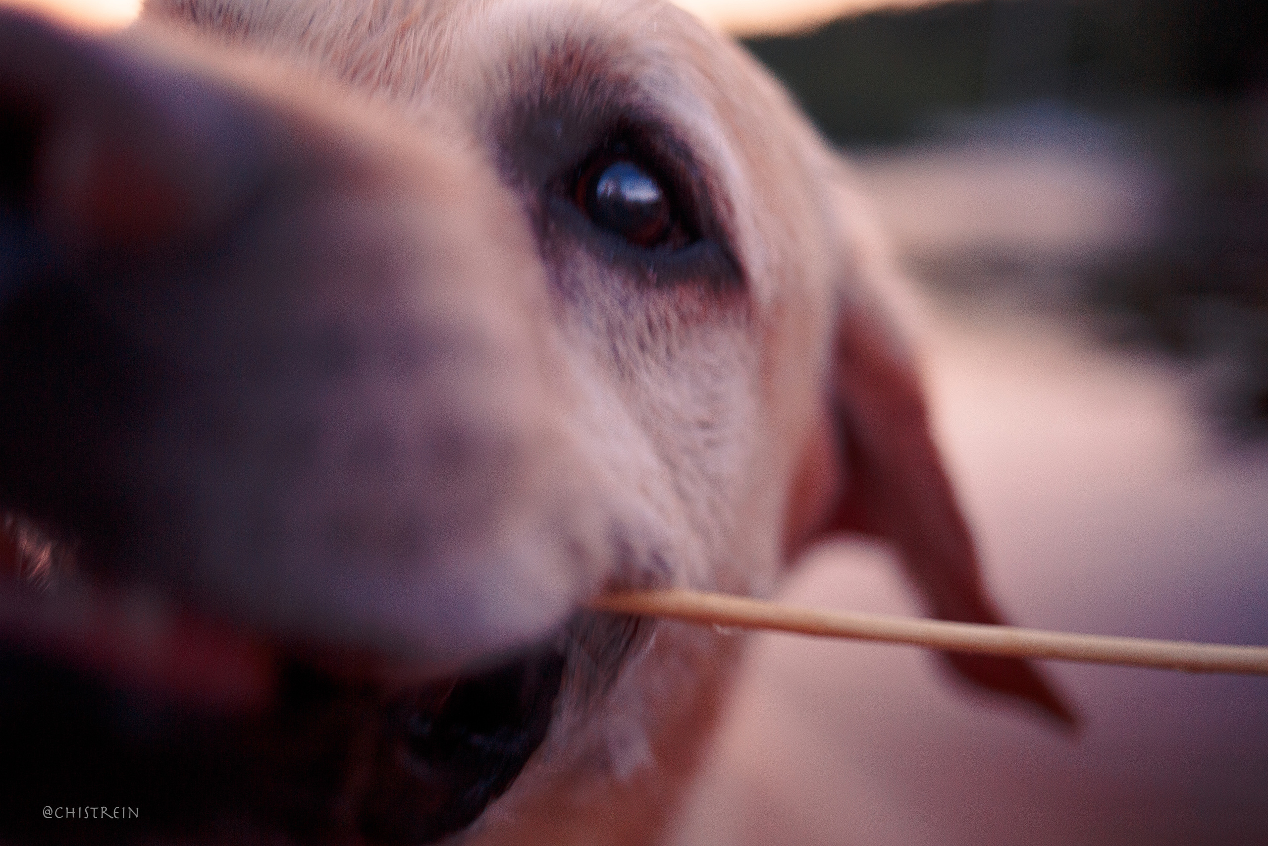 Маша и лабрадор Арни. Фотограф-анималист Наталия Чистюхина в г. Сосновый Бор и ЛО