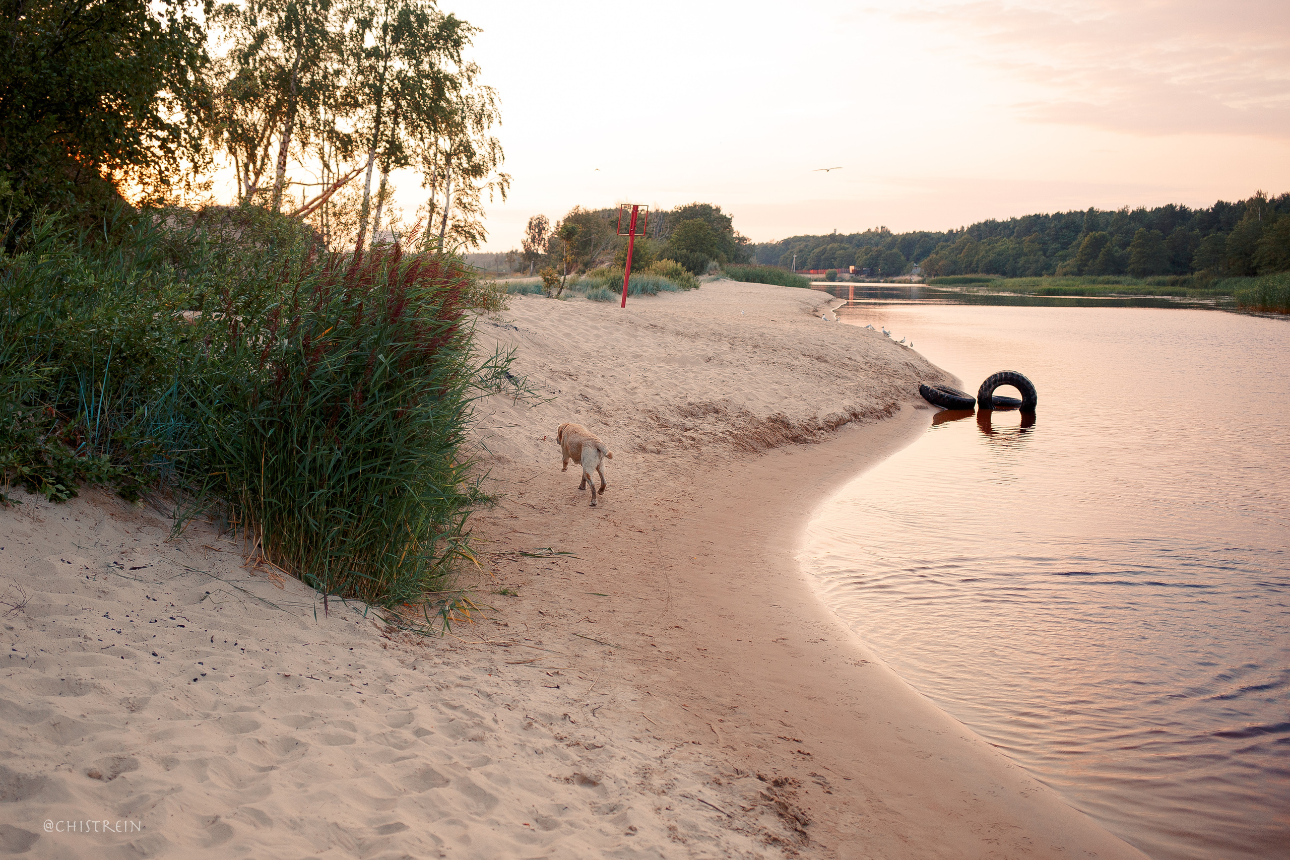 Маша и лабрадор Арни. Фотограф-анималист Наталия Чистюхина в г. Сосновый Бор и ЛО