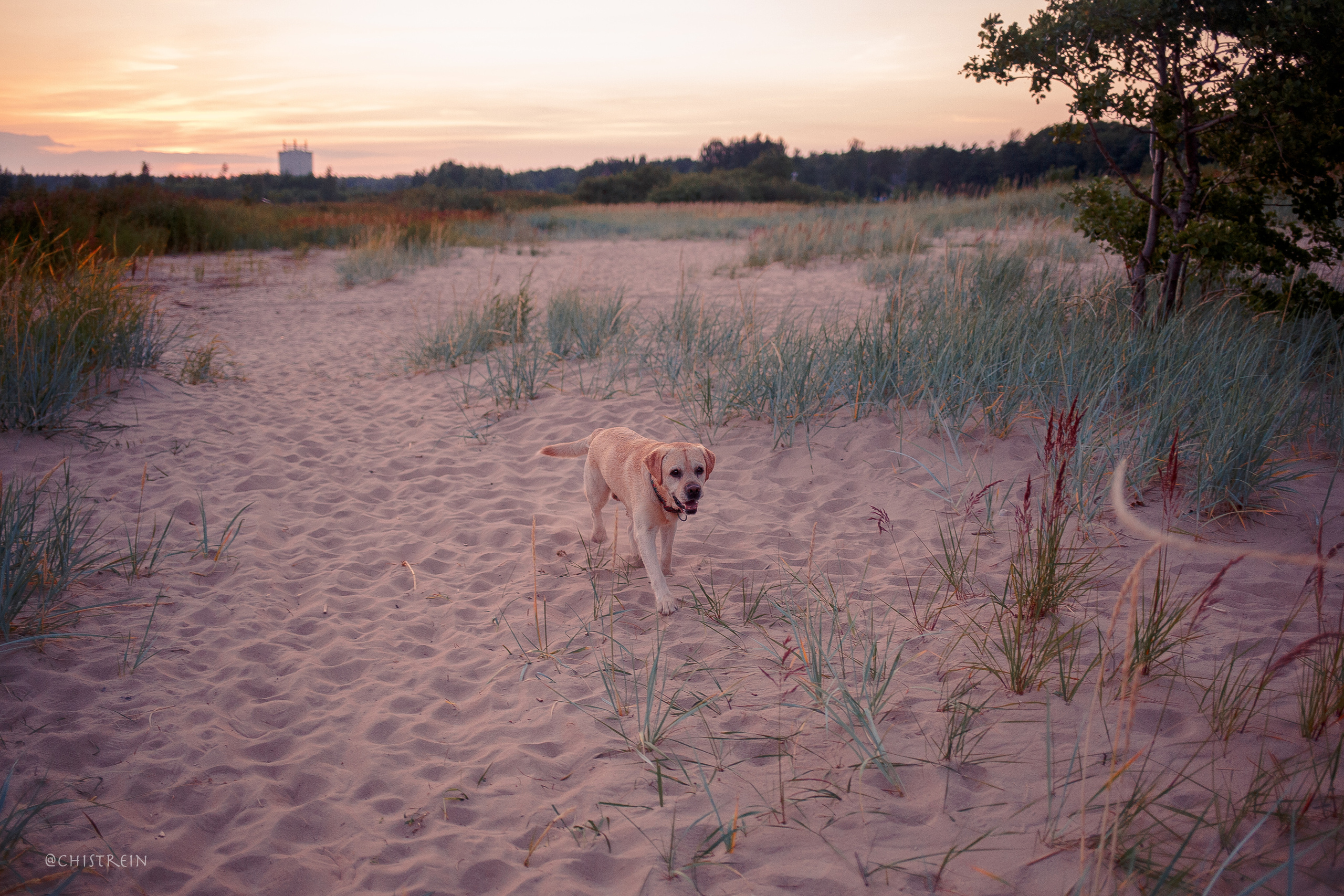 Маша и лабрадор Арни. Фотограф-анималист Наталия Чистюхина в г. Сосновый Бор и ЛО