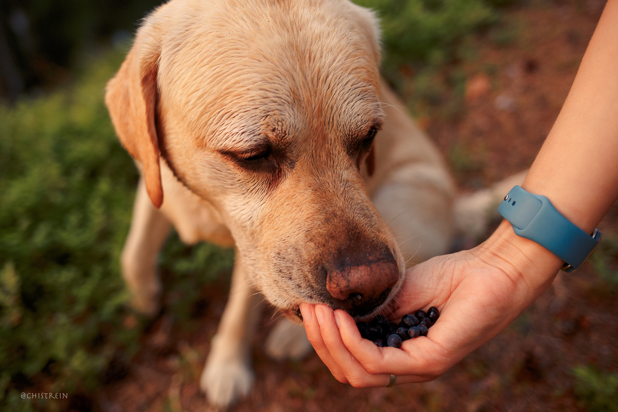 Маша и лабрадор Арни. Фотограф-анималист Наталия Чистюхина в г. Сосновый Бор и ЛО