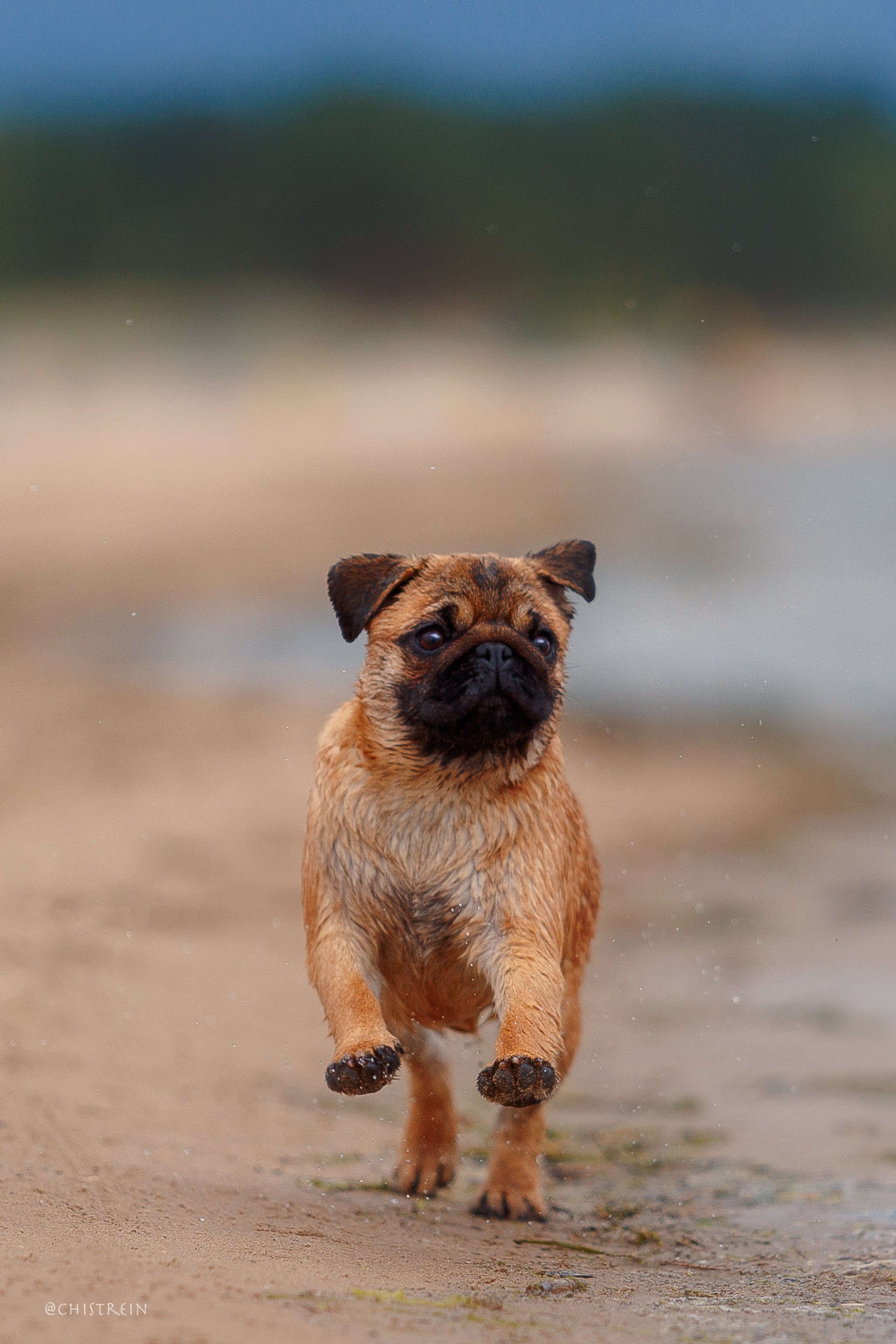 Соня и банда. Фотограф-анималист Наталия Чистюхина в г. Сосновый Бор и ЛО