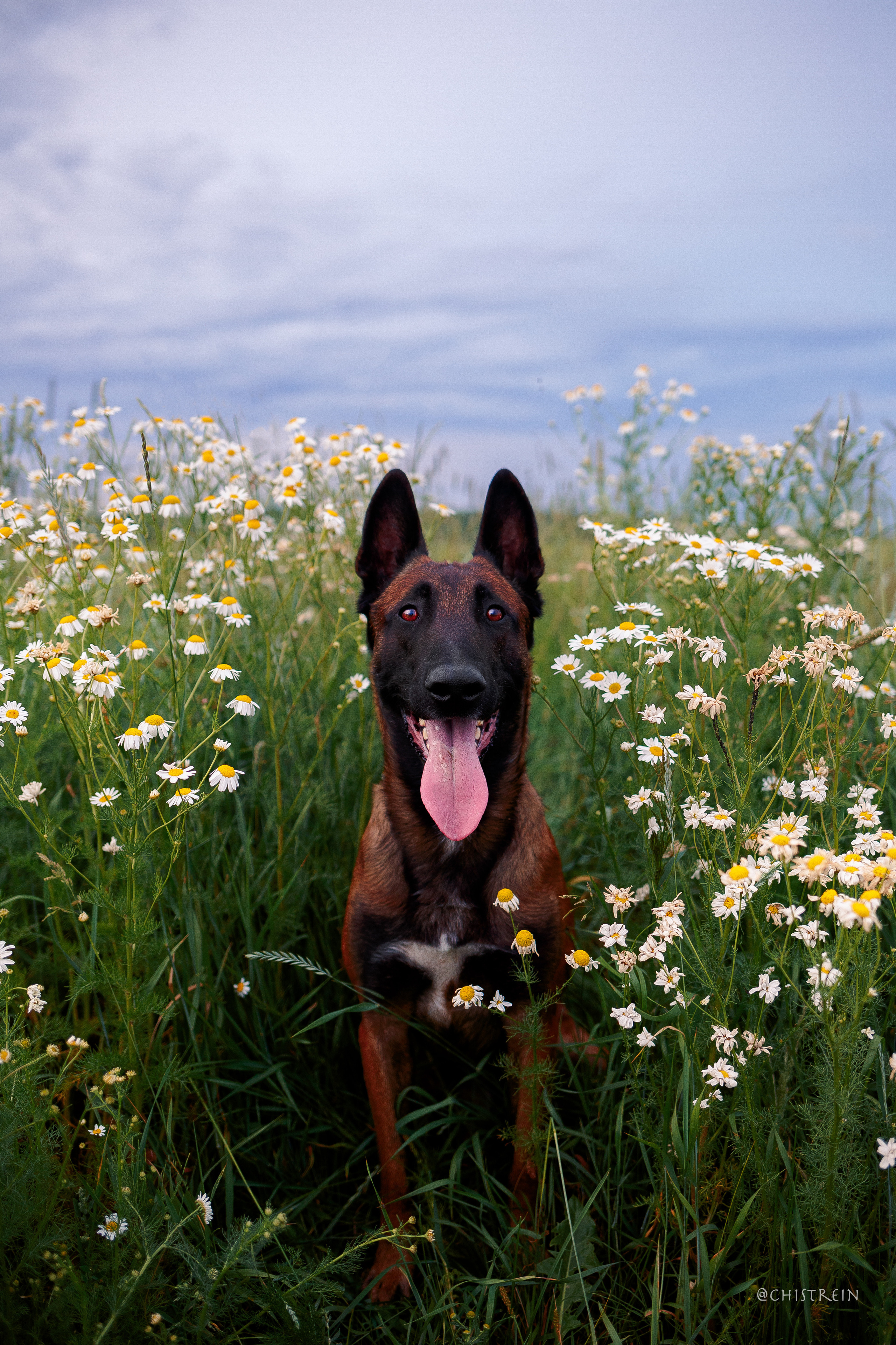 Лена и Раш встречают закат в полях. Фотограф-анималист Наталия Чистюхина в г. Сосновый Бор и ЛО