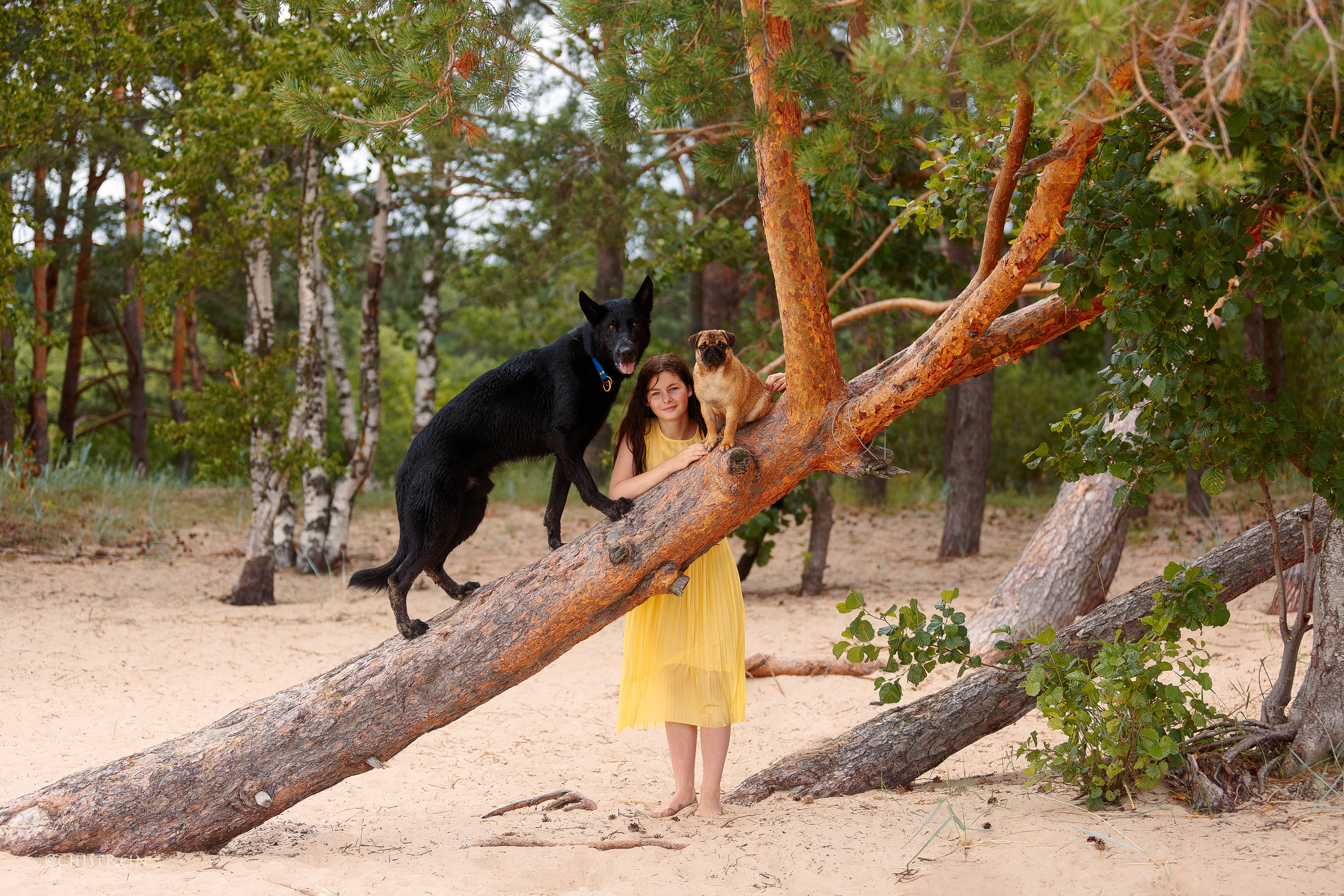 Соня и банда. Фотограф-анималист Наталия Чистюхина в г. Сосновый Бор и ЛО
