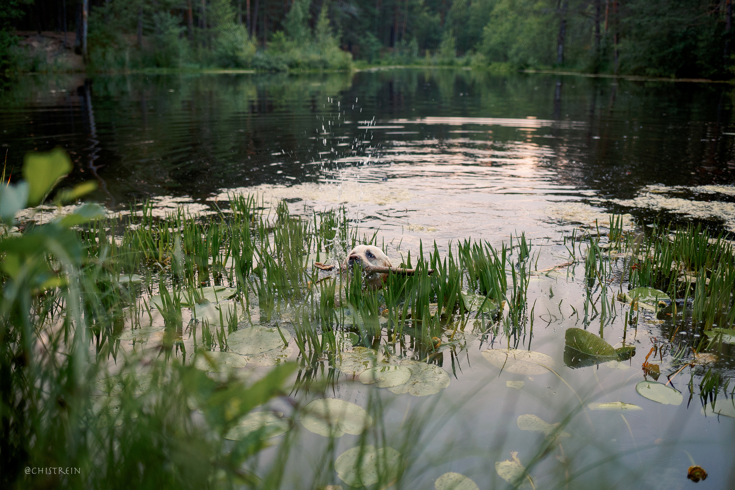 Маша и лабрадор Арни. Фотограф-анималист Наталия Чистюхина в г. Сосновый Бор и ЛО