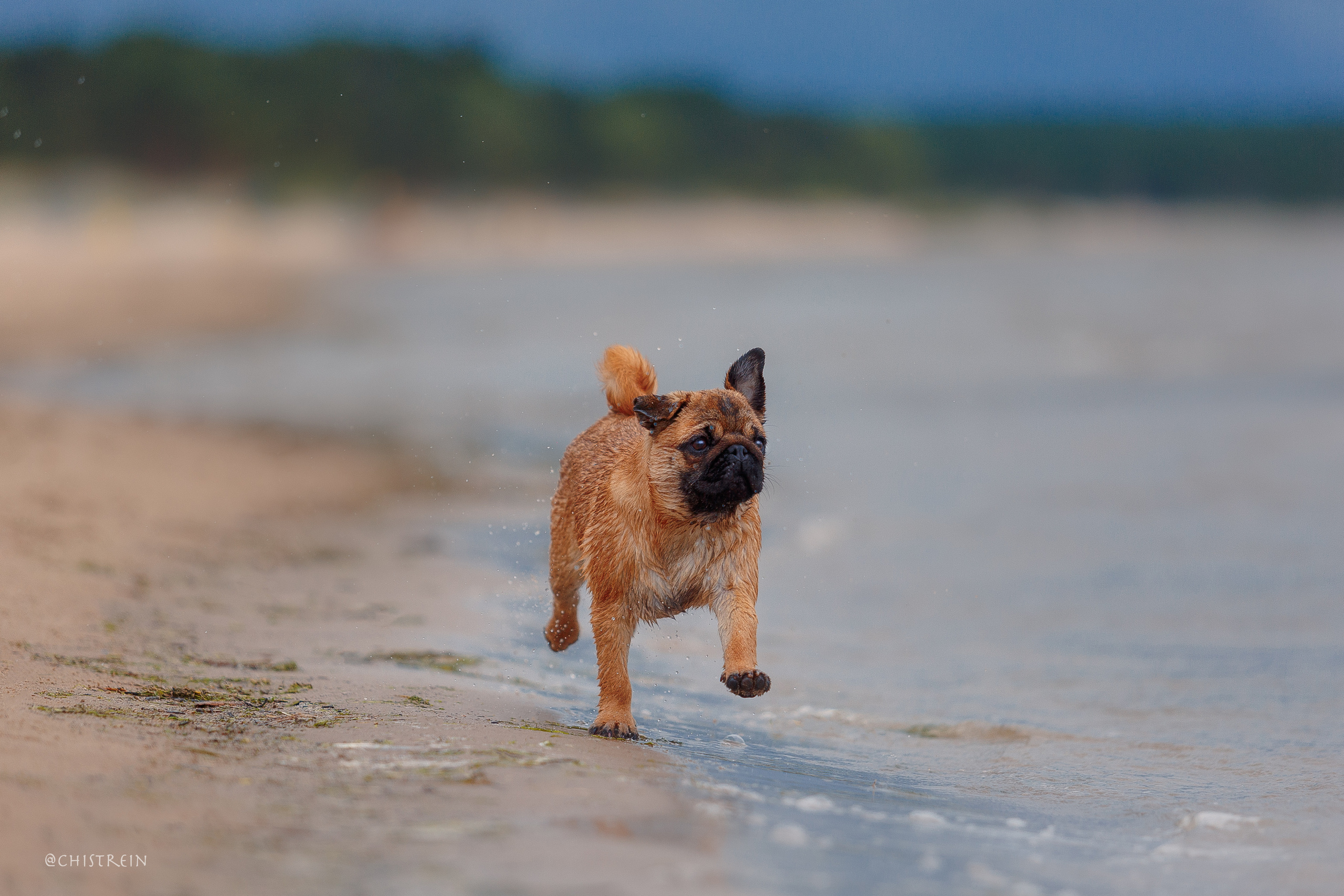 Соня и банда. Фотограф-анималист Наталия Чистюхина в г. Сосновый Бор и ЛО