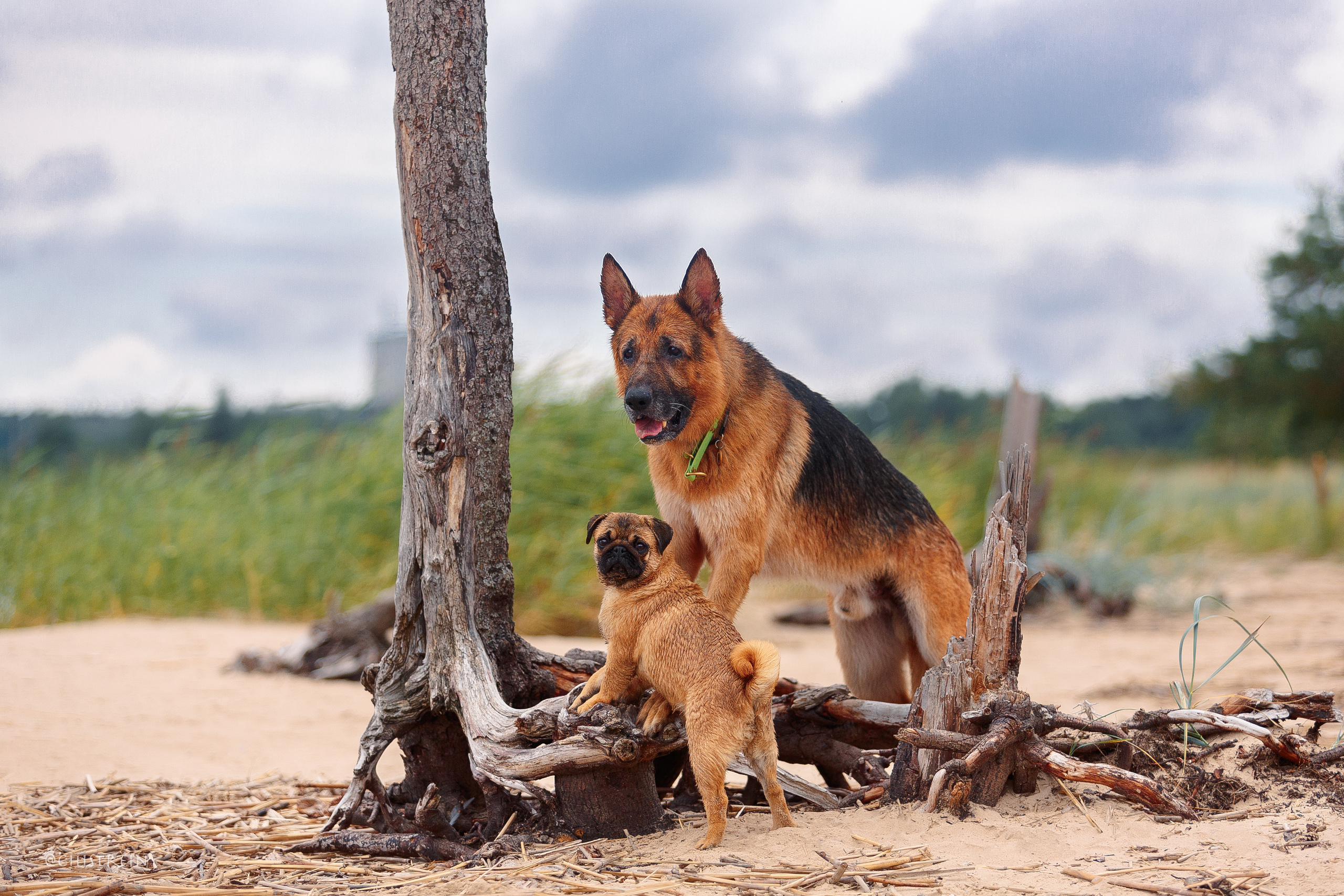Соня и банда. Фотограф-анималист Наталия Чистюхина в г. Сосновый Бор и ЛО