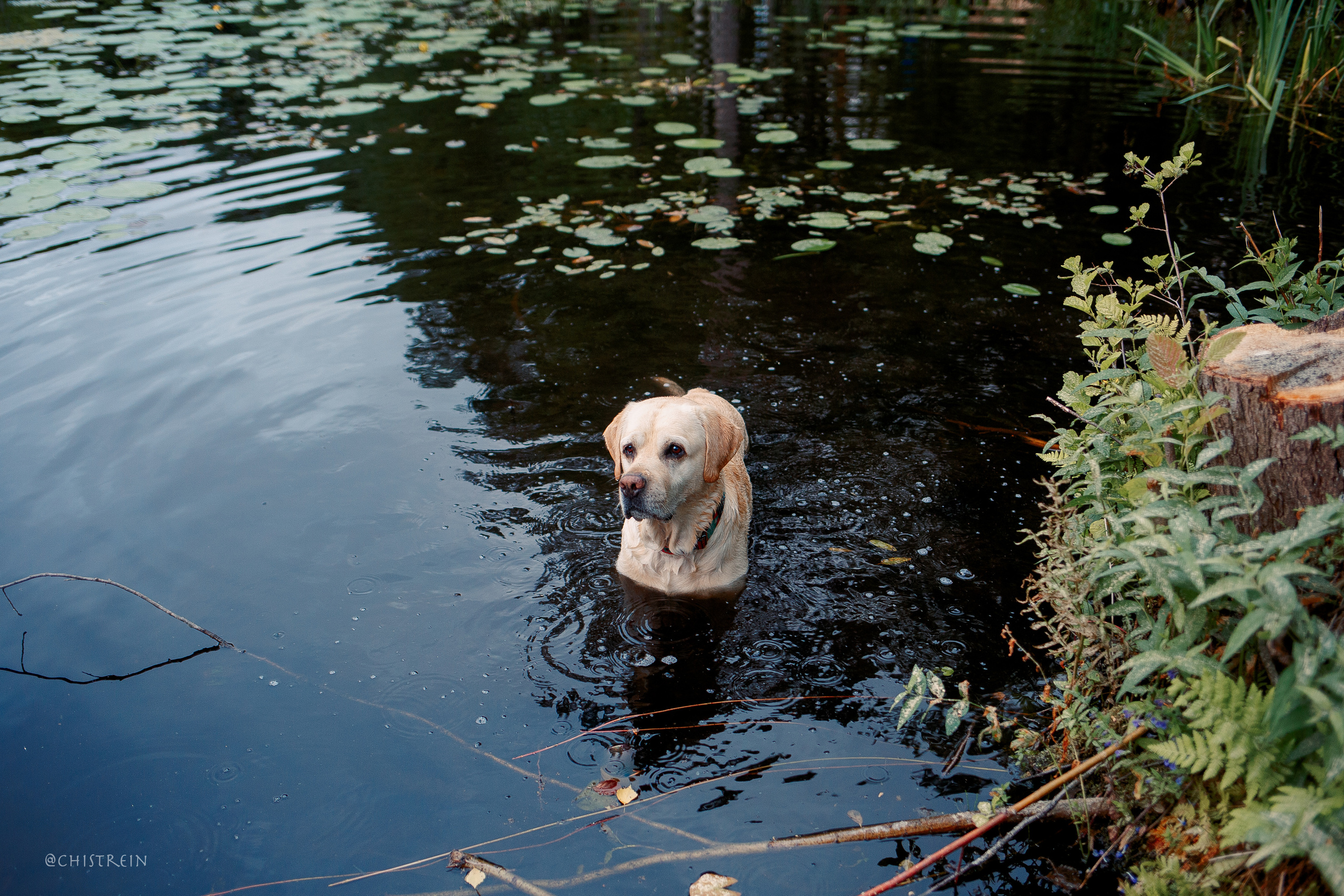 Маша и лабрадор Арни. Фотограф-анималист Наталия Чистюхина в г. Сосновый Бор и ЛО