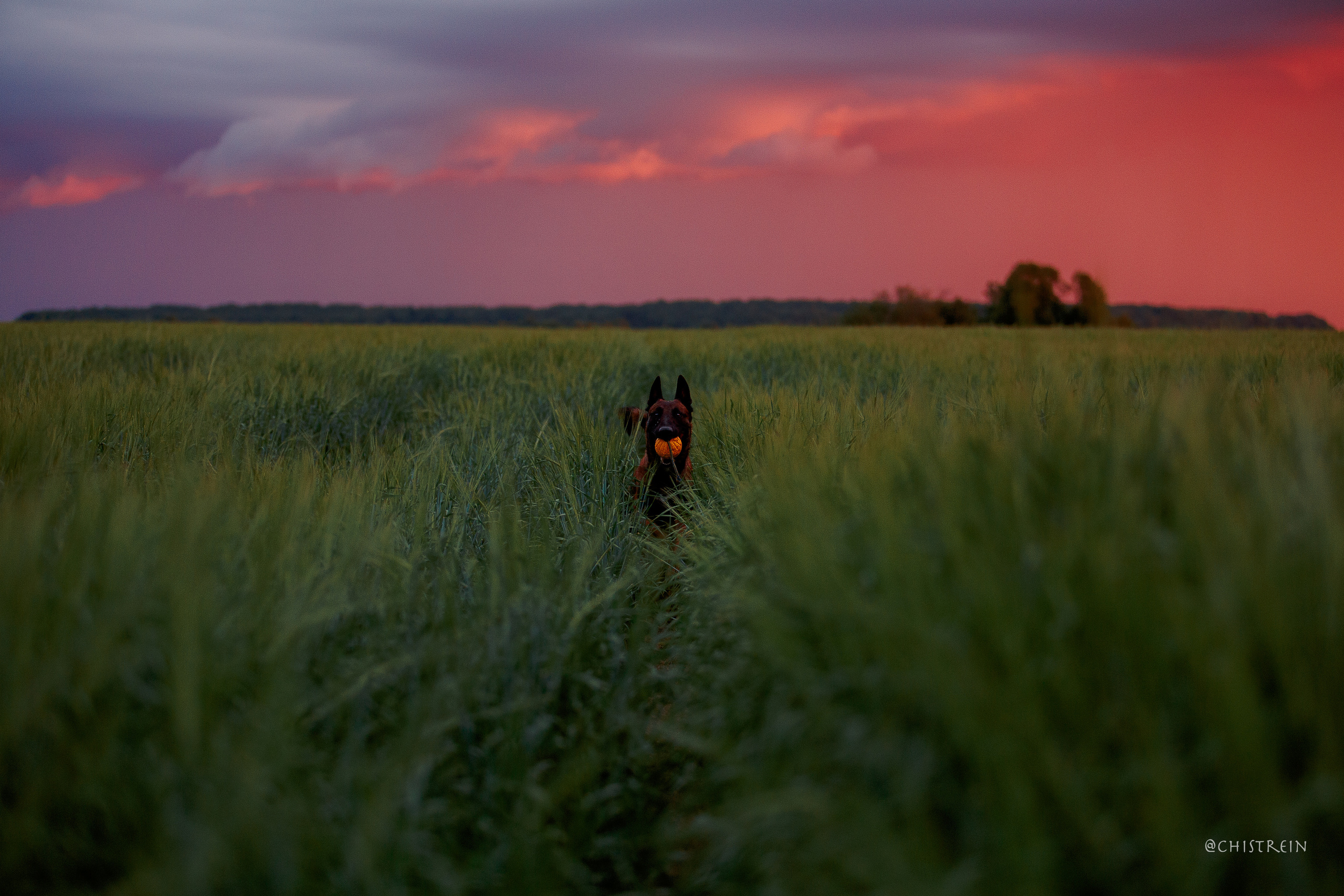 Лена и Раш встречают закат в полях. Фотограф-анималист Наталия Чистюхина в г. Сосновый Бор и ЛО