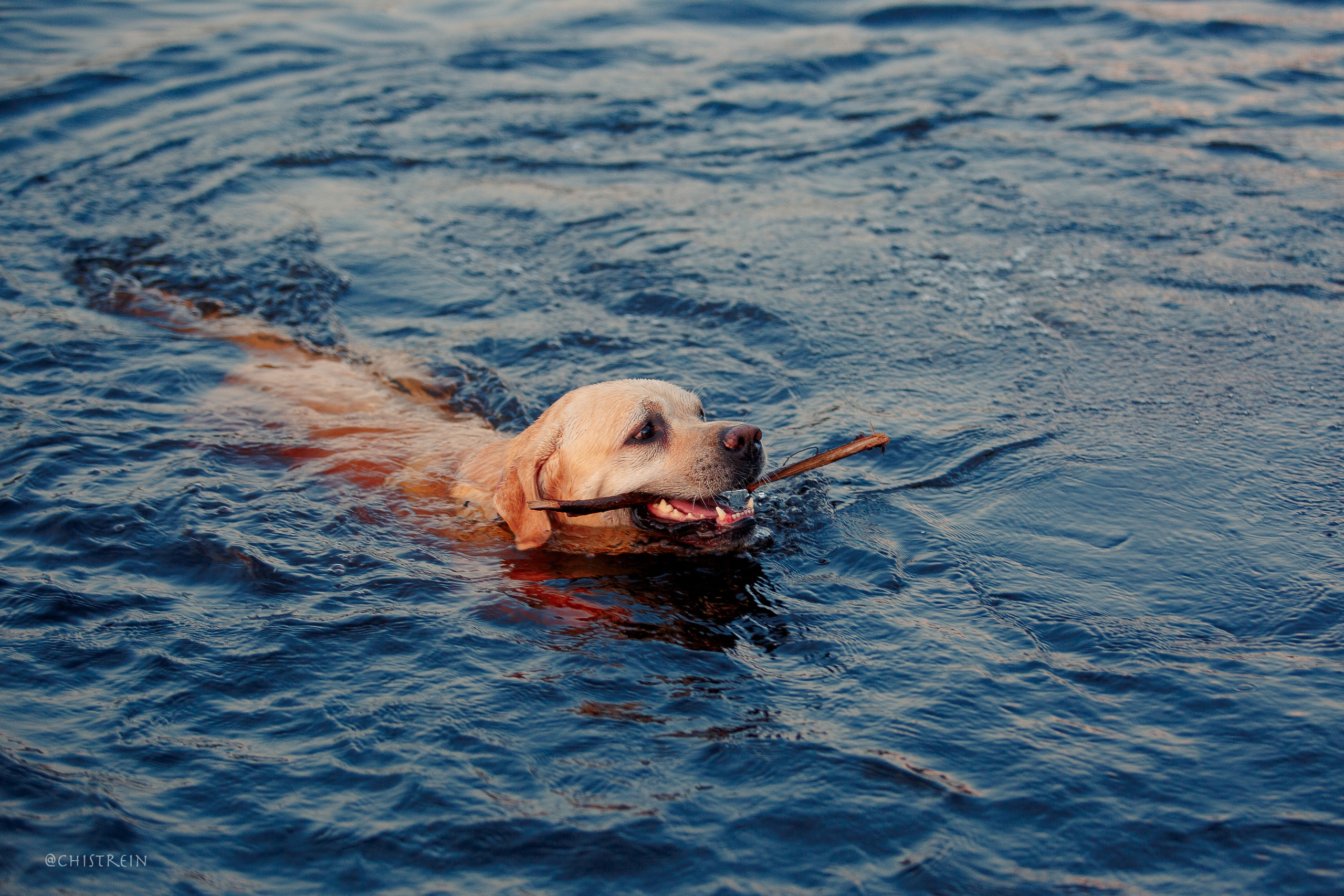 Маша и лабрадор Арни. Фотограф-анималист Наталия Чистюхина в г. Сосновый Бор и ЛО