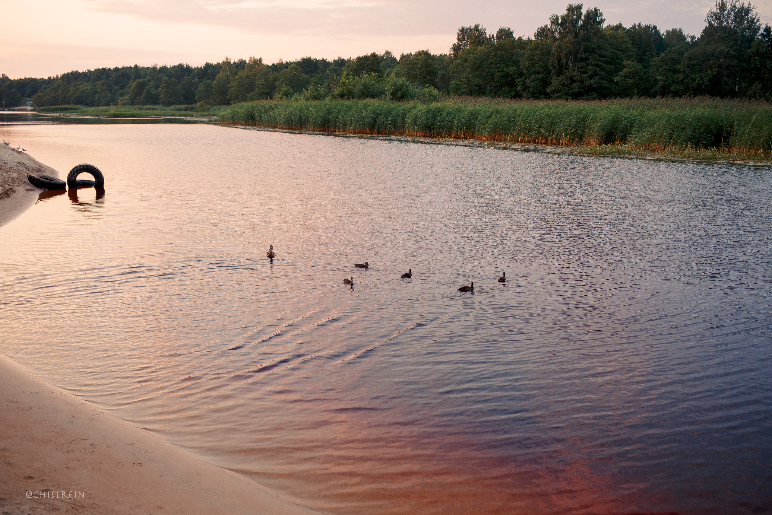Маша и лабрадор Арни. Фотограф-анималист Наталия Чистюхина в г. Сосновый Бор и ЛО