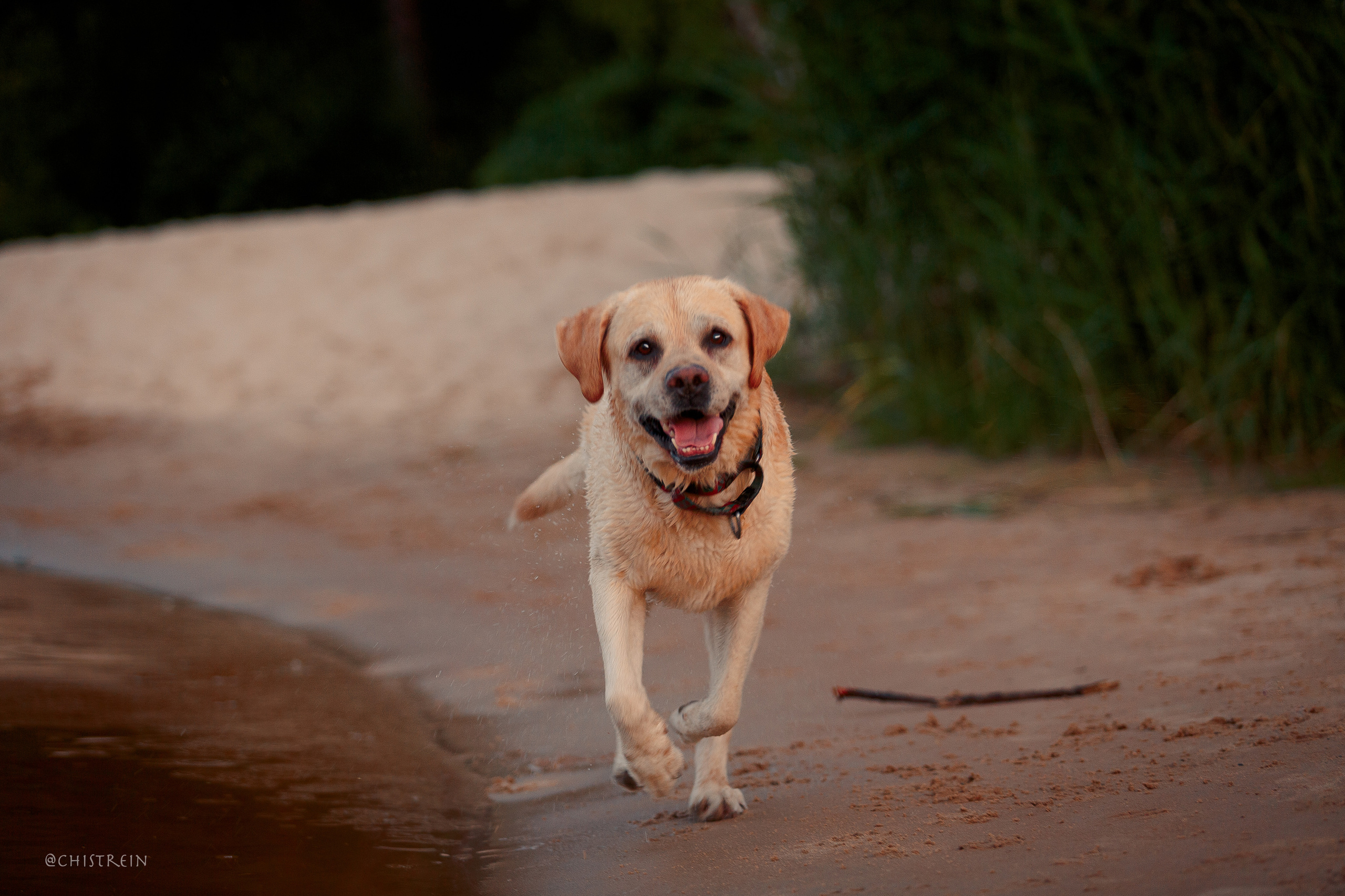 Маша и лабрадор Арни. Фотограф-анималист Наталия Чистюхина в г. Сосновый Бор и ЛО
