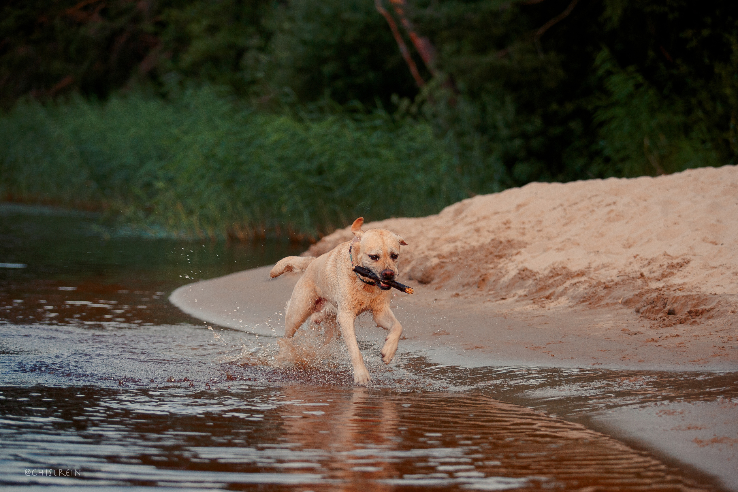 Маша и лабрадор Арни. Фотограф-анималист Наталия Чистюхина в г. Сосновый Бор и ЛО