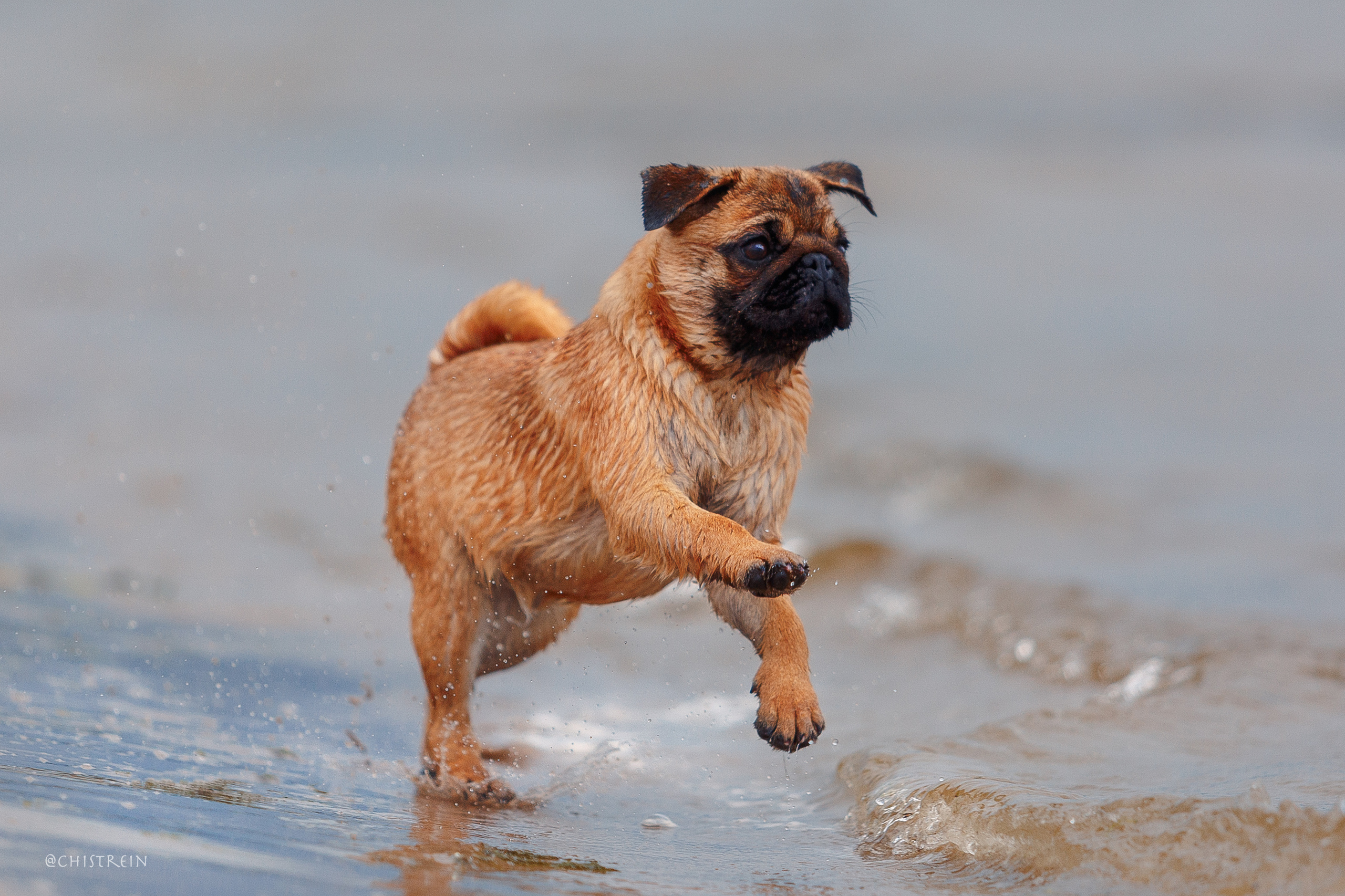 Соня и банда. Фотограф-анималист Наталия Чистюхина в г. Сосновый Бор и ЛО