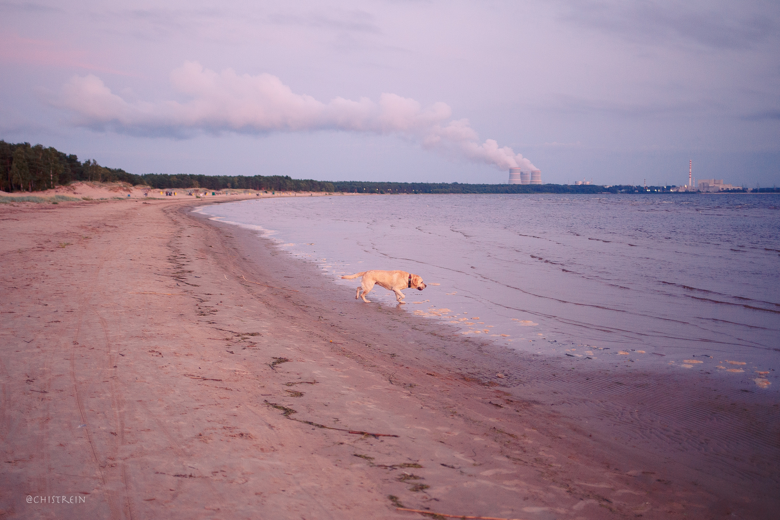Маша и лабрадор Арни. Фотограф-анималист Наталия Чистюхина в г. Сосновый Бор и ЛО