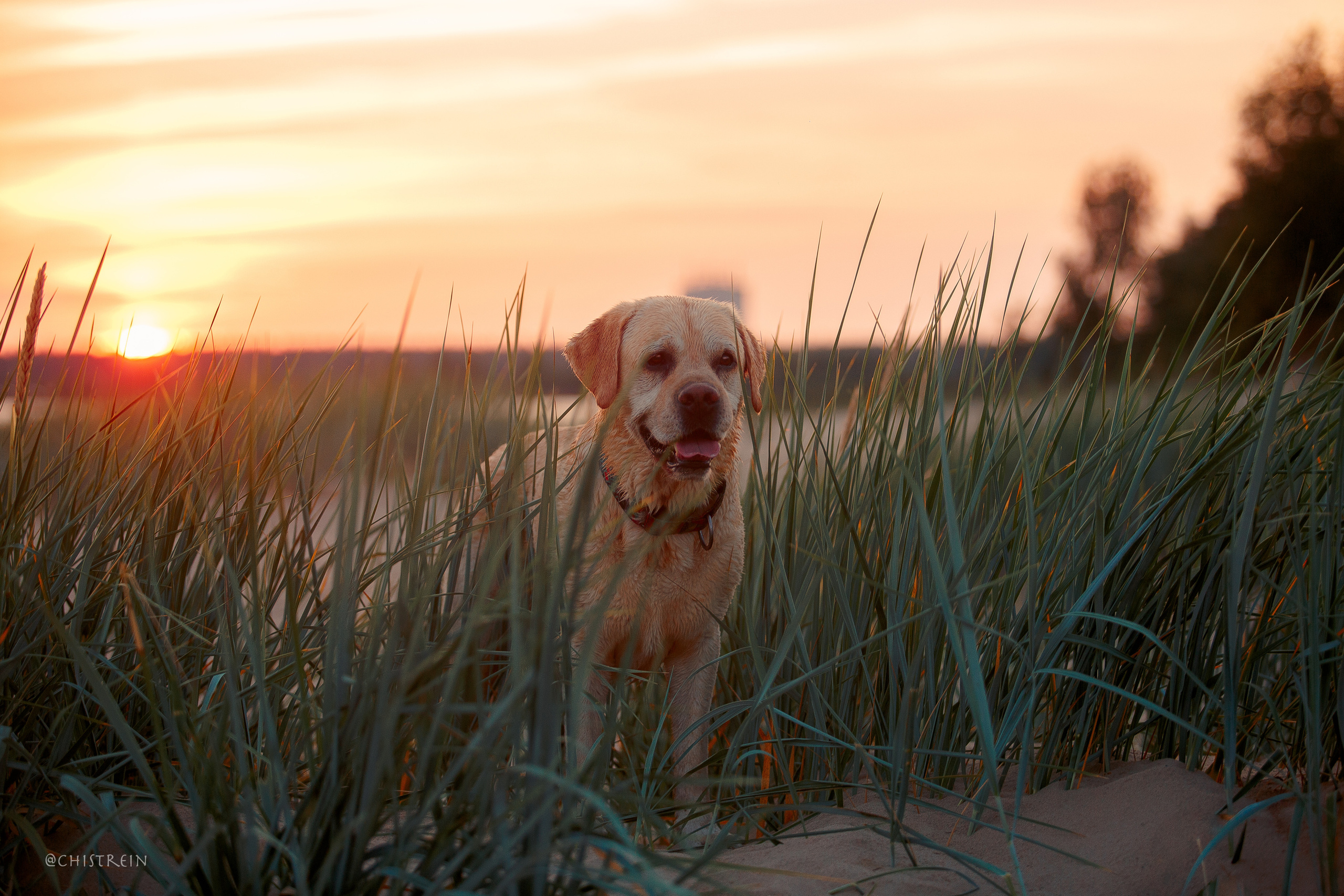 Маша и лабрадор Арни. Фотограф-анималист Наталия Чистюхина в г. Сосновый Бор и ЛО
