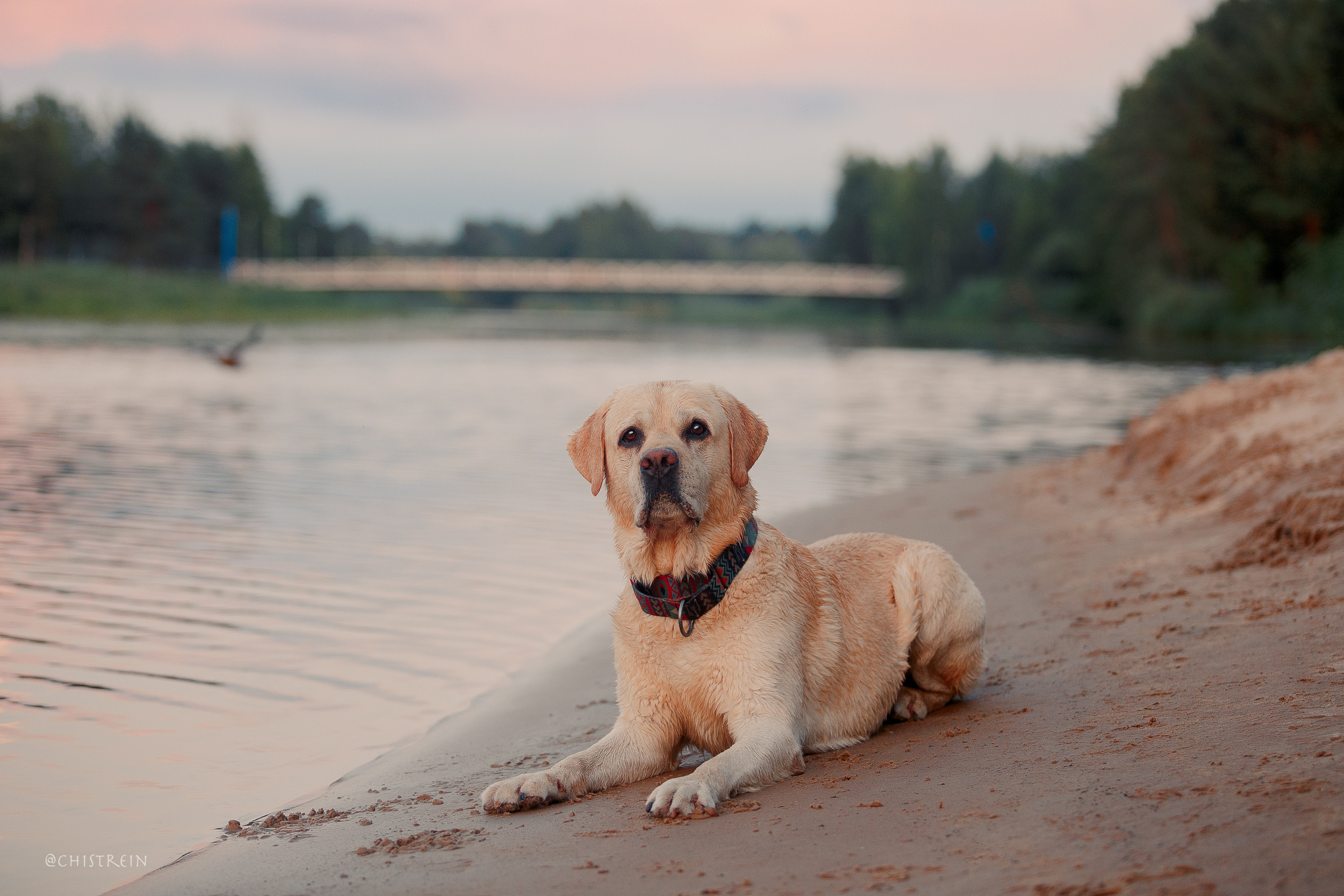 Маша и лабрадор Арни. Фотограф-анималист Наталия Чистюхина в г. Сосновый Бор и ЛО