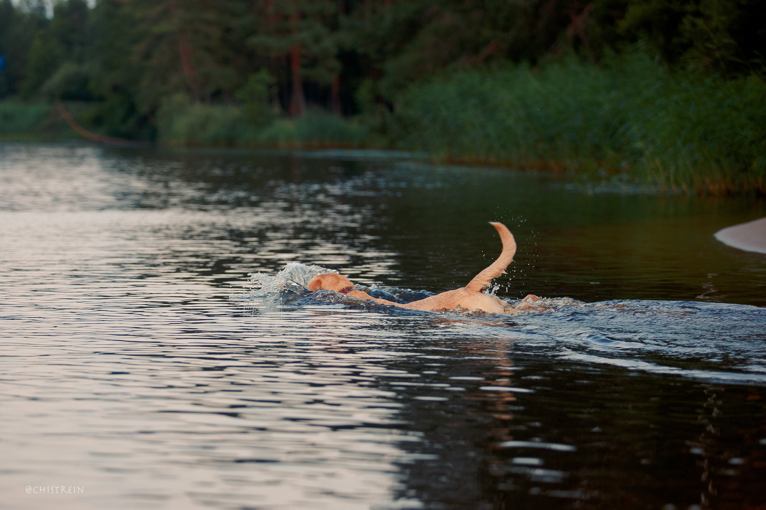 Маша и лабрадор Арни. Фотограф-анималист Наталия Чистюхина в г. Сосновый Бор и ЛО
