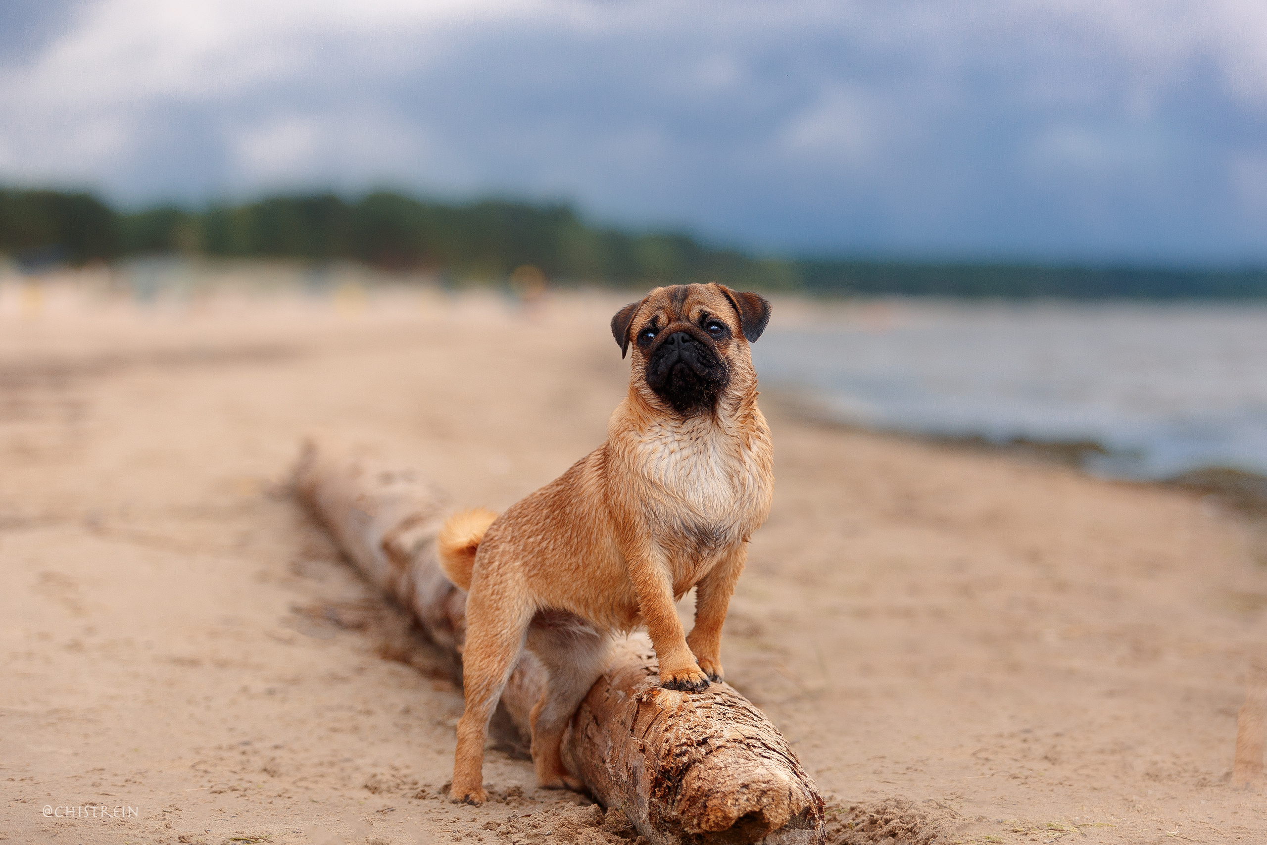 Соня и банда. Фотограф-анималист Наталия Чистюхина в г. Сосновый Бор и ЛО