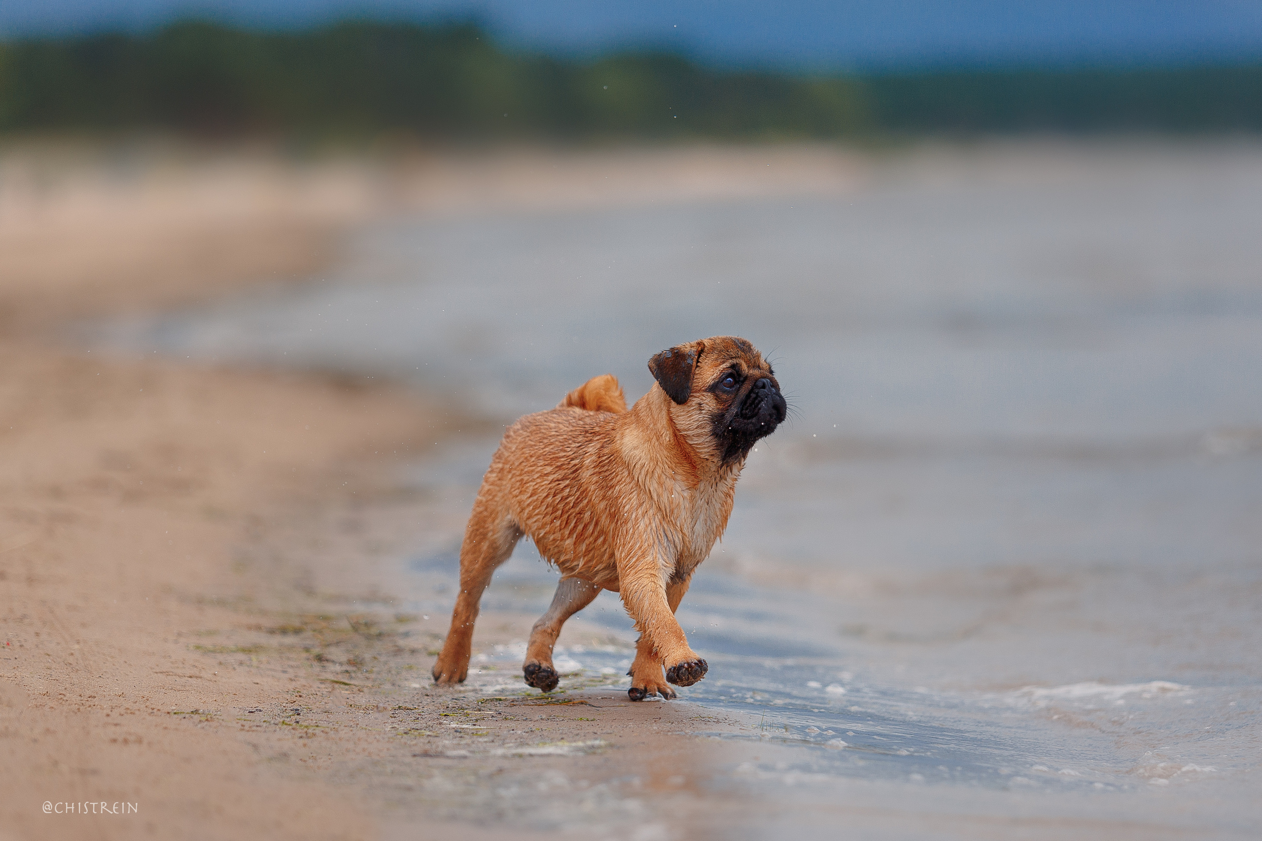 Соня и банда. Фотограф-анималист Наталия Чистюхина в г. Сосновый Бор и ЛО