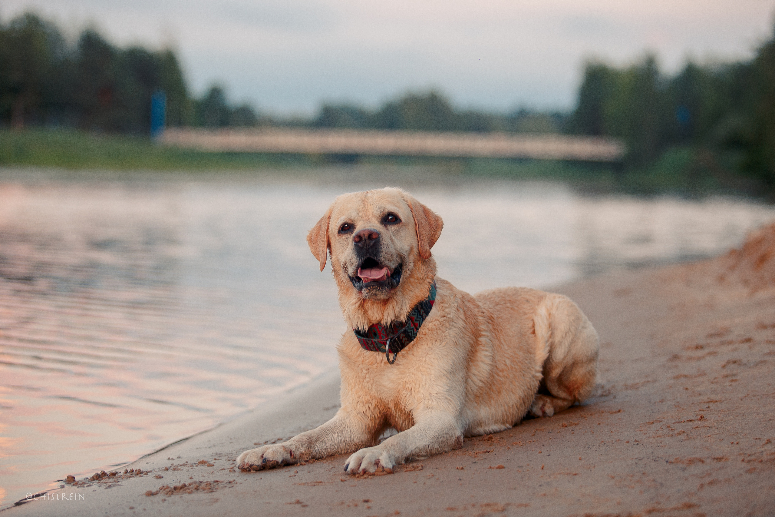 Маша и лабрадор Арни. Фотограф-анималист Наталия Чистюхина в г. Сосновый Бор и ЛО
