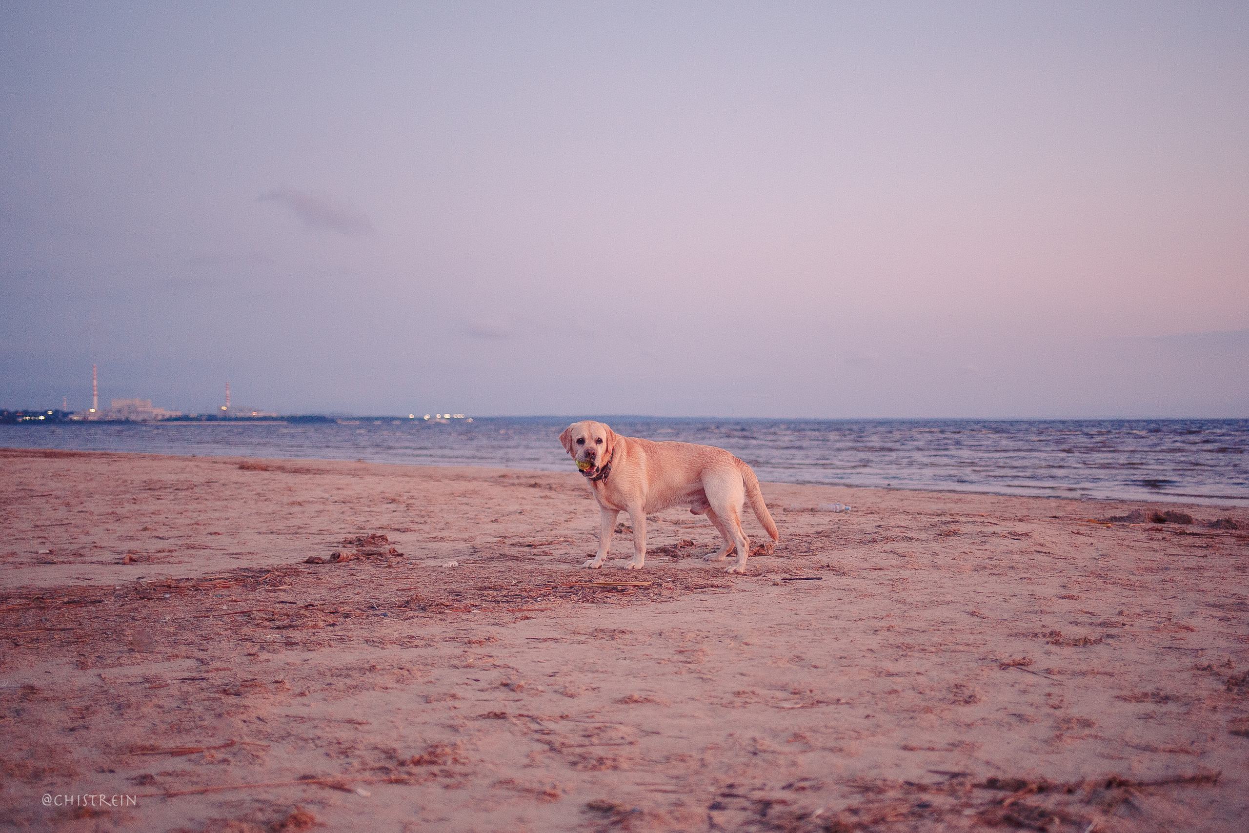 Маша и лабрадор Арни. Фотограф-анималист Наталия Чистюхина в г. Сосновый Бор и ЛО