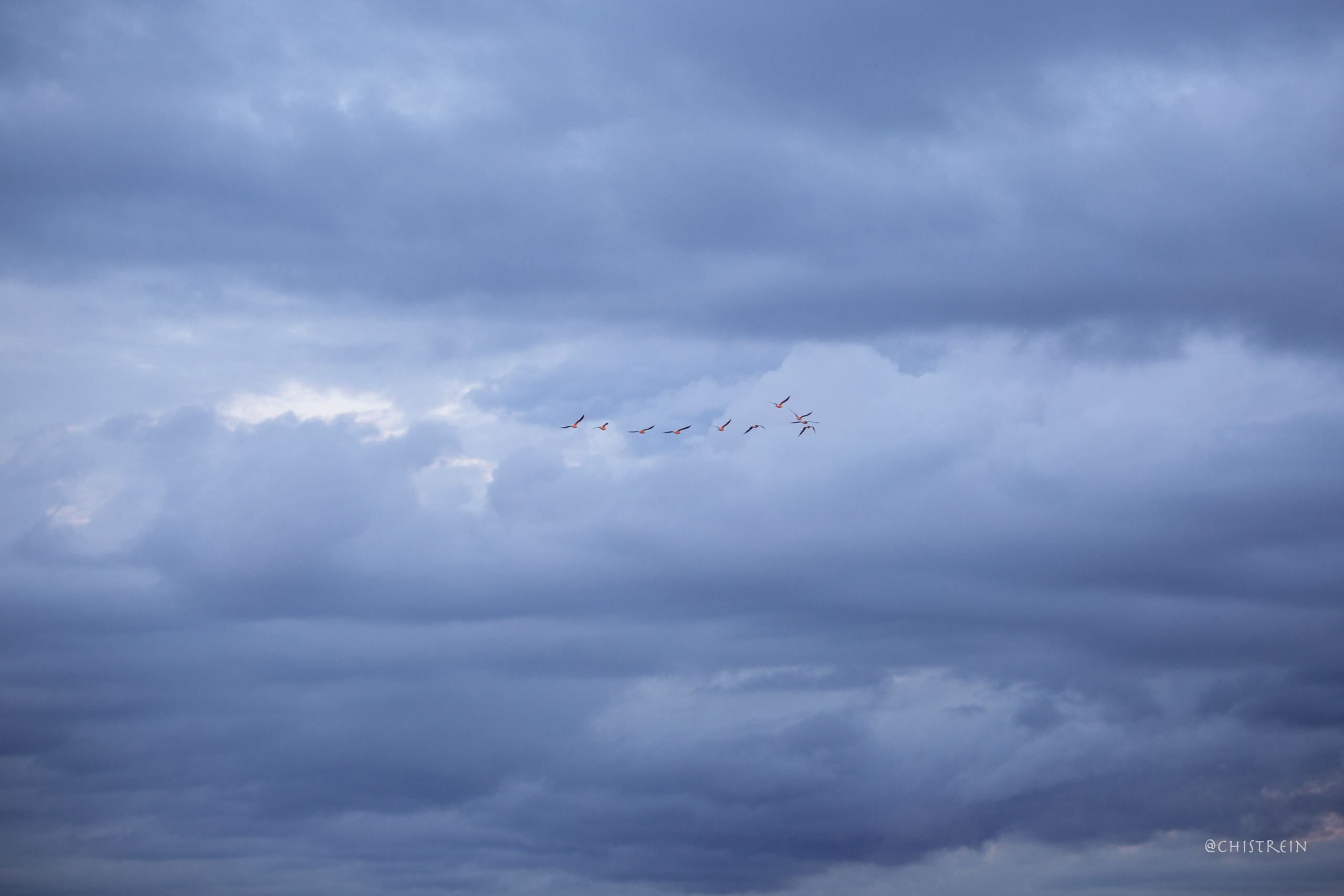 Лена и Раш встречают закат в полях. Фотограф-анималист Наталия Чистюхина в г. Сосновый Бор и ЛО