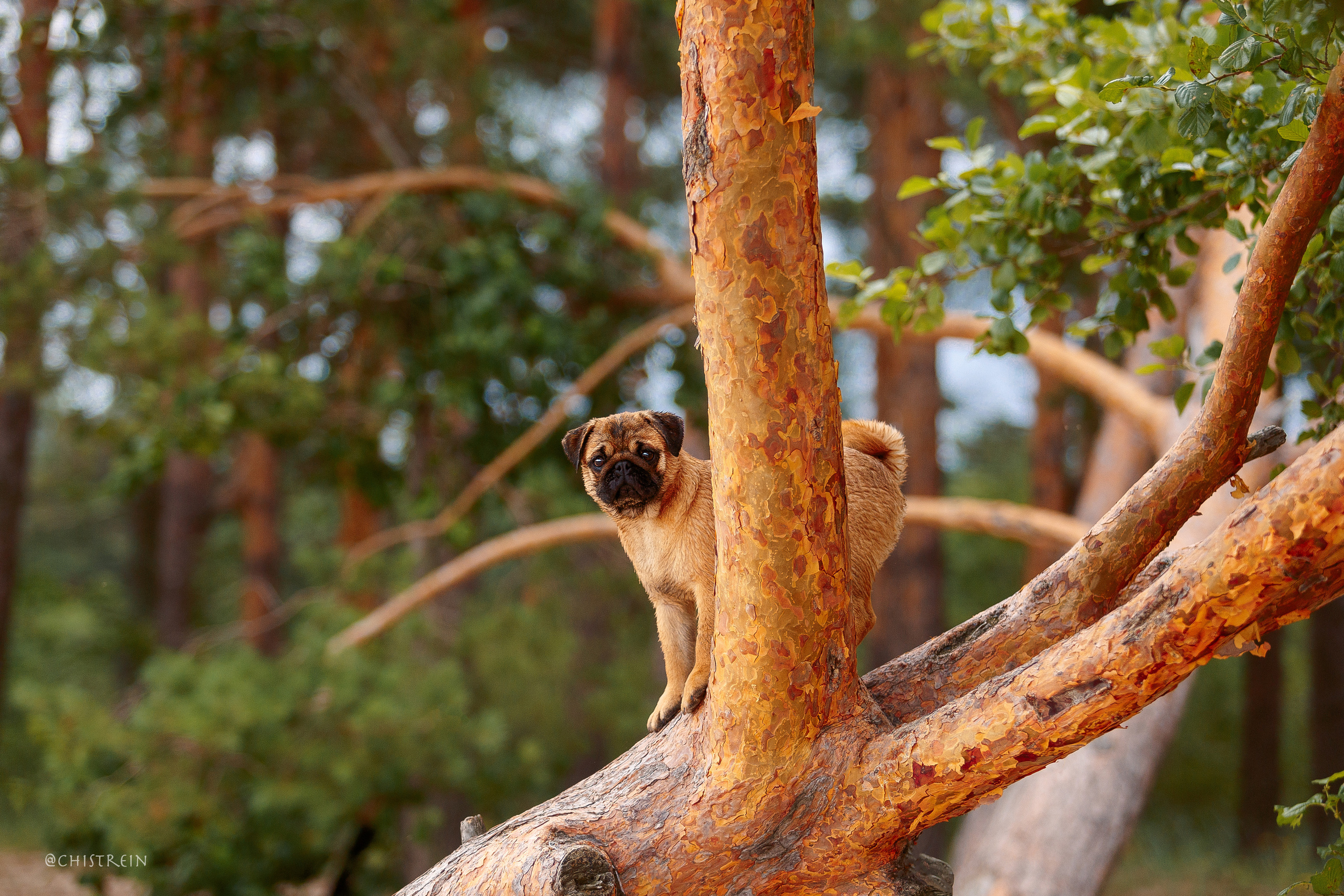 Соня и банда. Фотограф-анималист Наталия Чистюхина в г. Сосновый Бор и ЛО