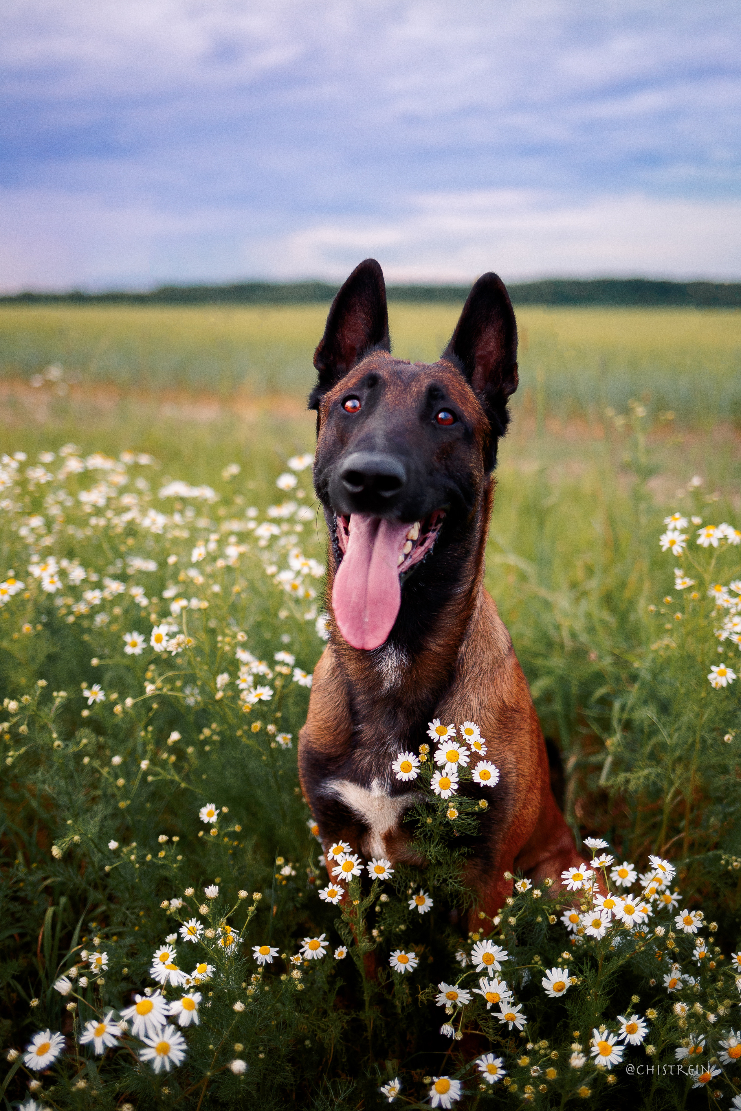 Лена и Раш встречают закат в полях. Фотограф-анималист Наталия Чистюхина в г. Сосновый Бор и ЛО