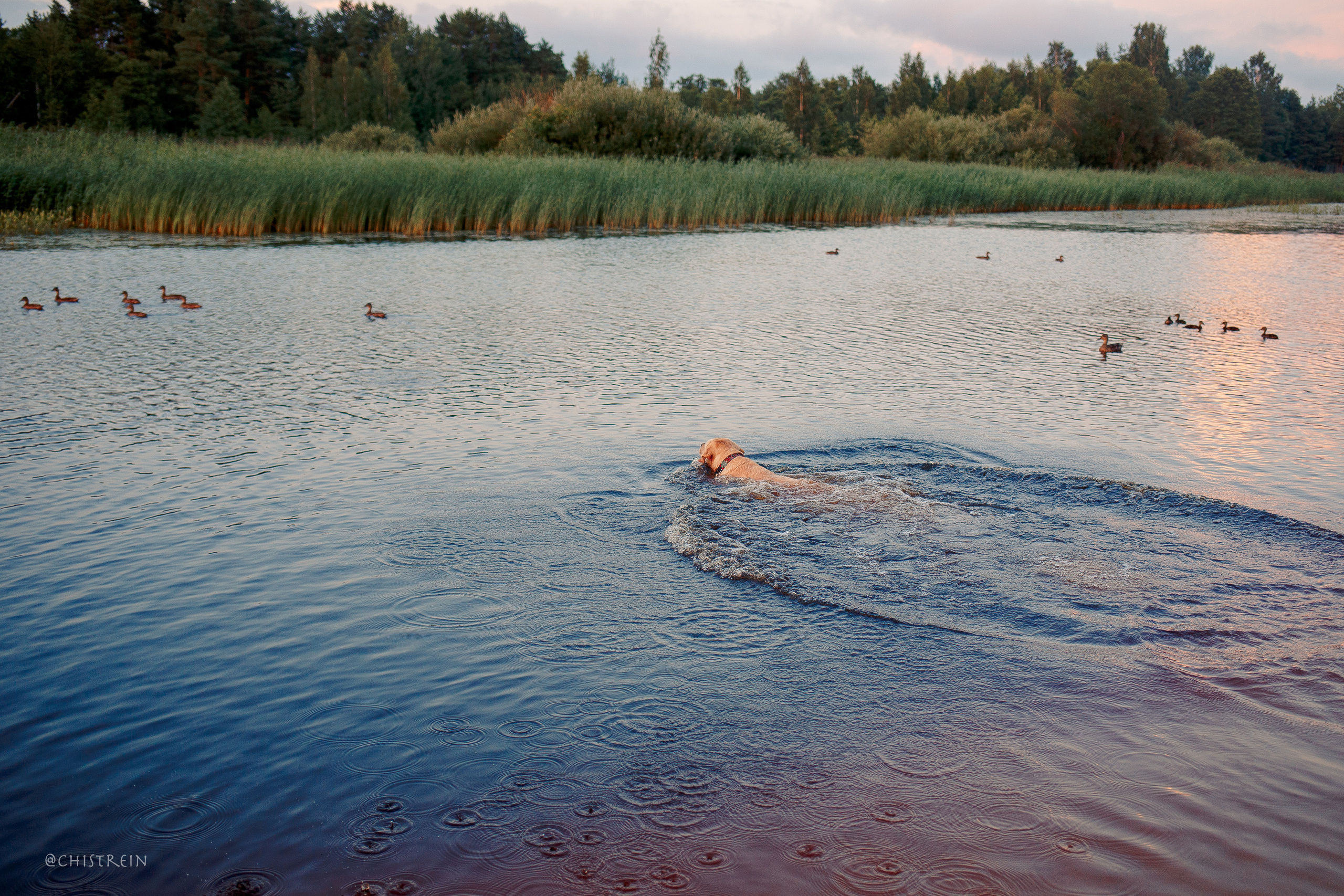 Маша и лабрадор Арни. Фотограф-анималист Наталия Чистюхина в г. Сосновый Бор и ЛО