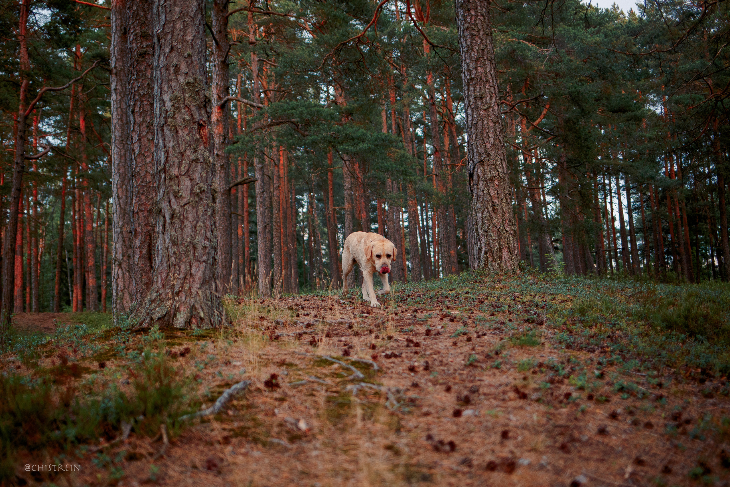 Маша и лабрадор Арни. Фотограф-анималист Наталия Чистюхина в г. Сосновый Бор и ЛО